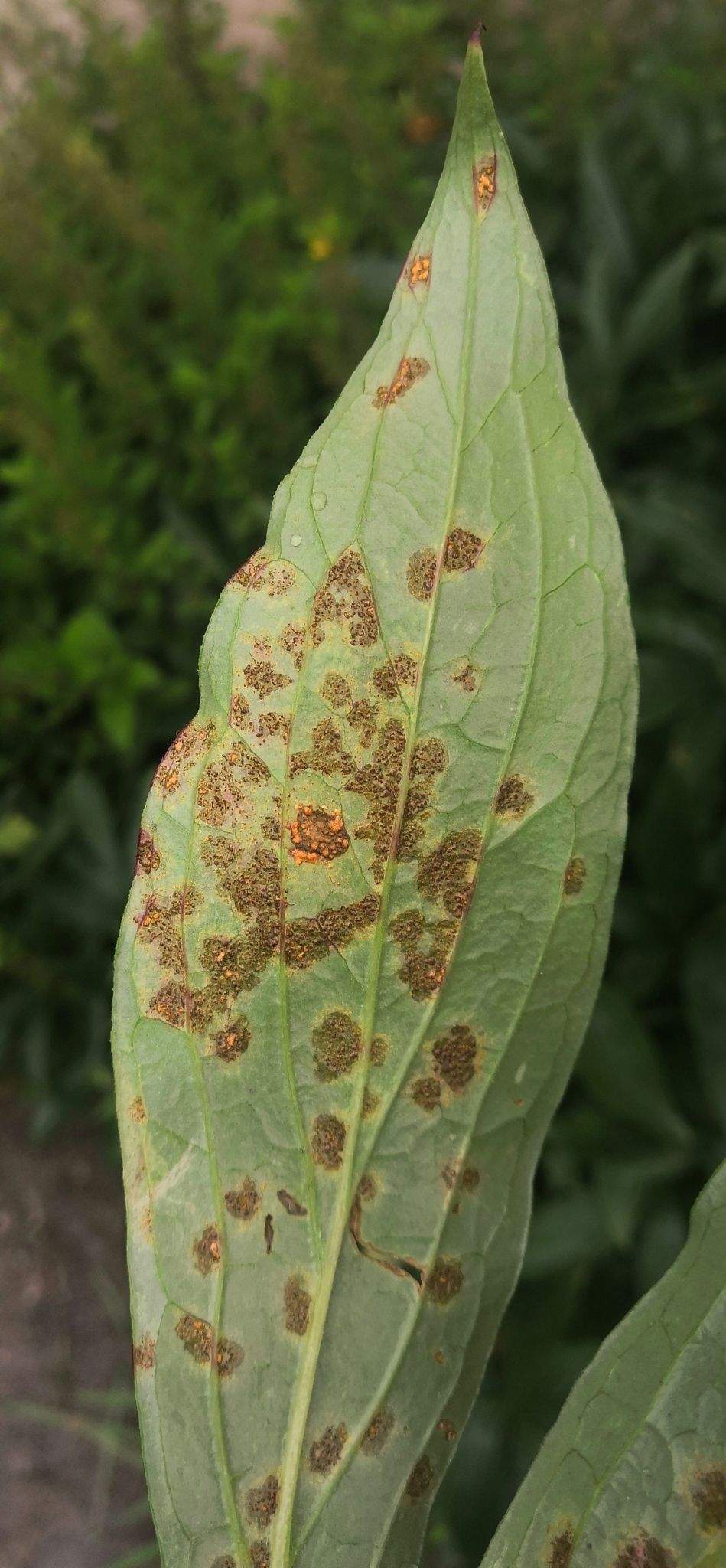 Cronartium flaccidum