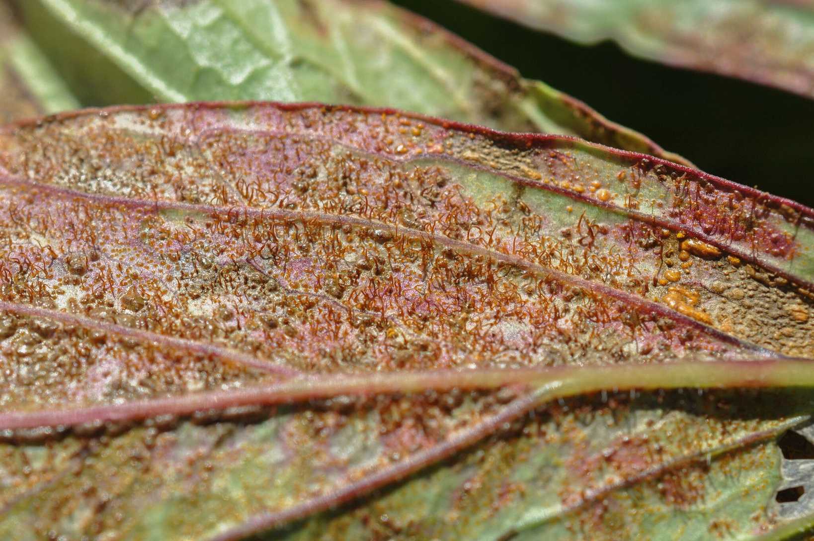 Cronartium flaccidum