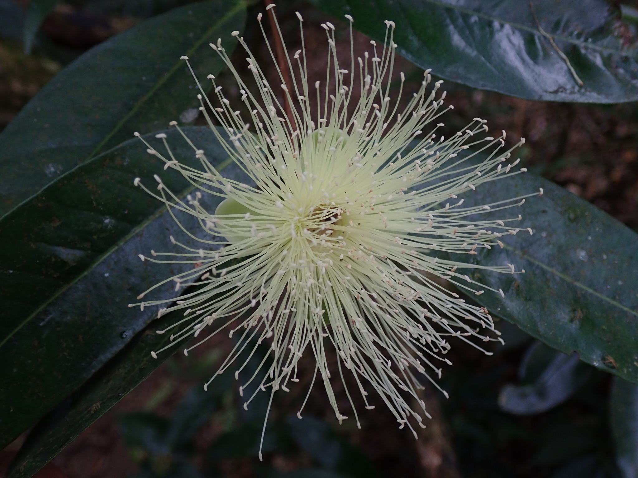 Syzygium jambos
