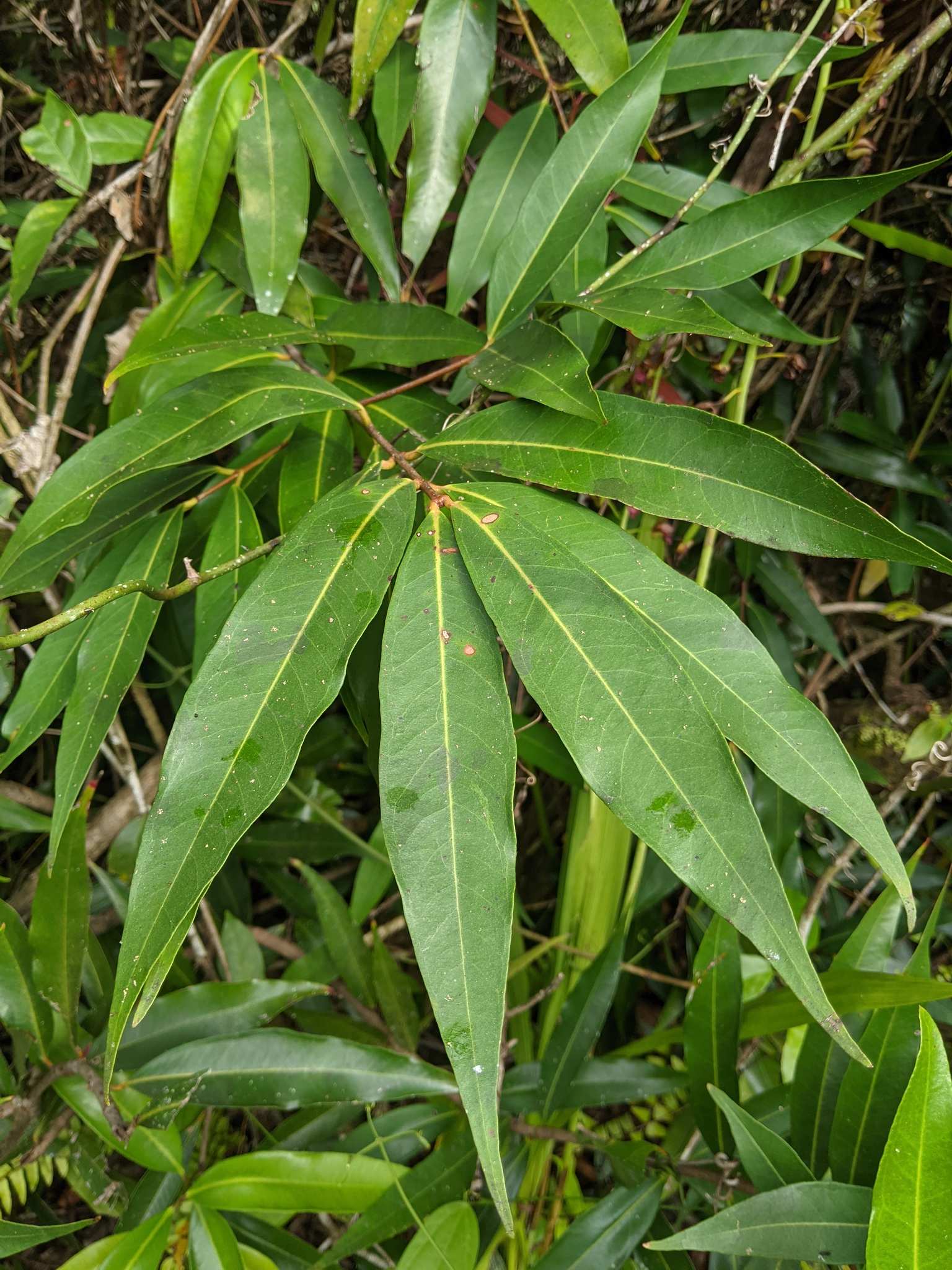 Syzygium jambos