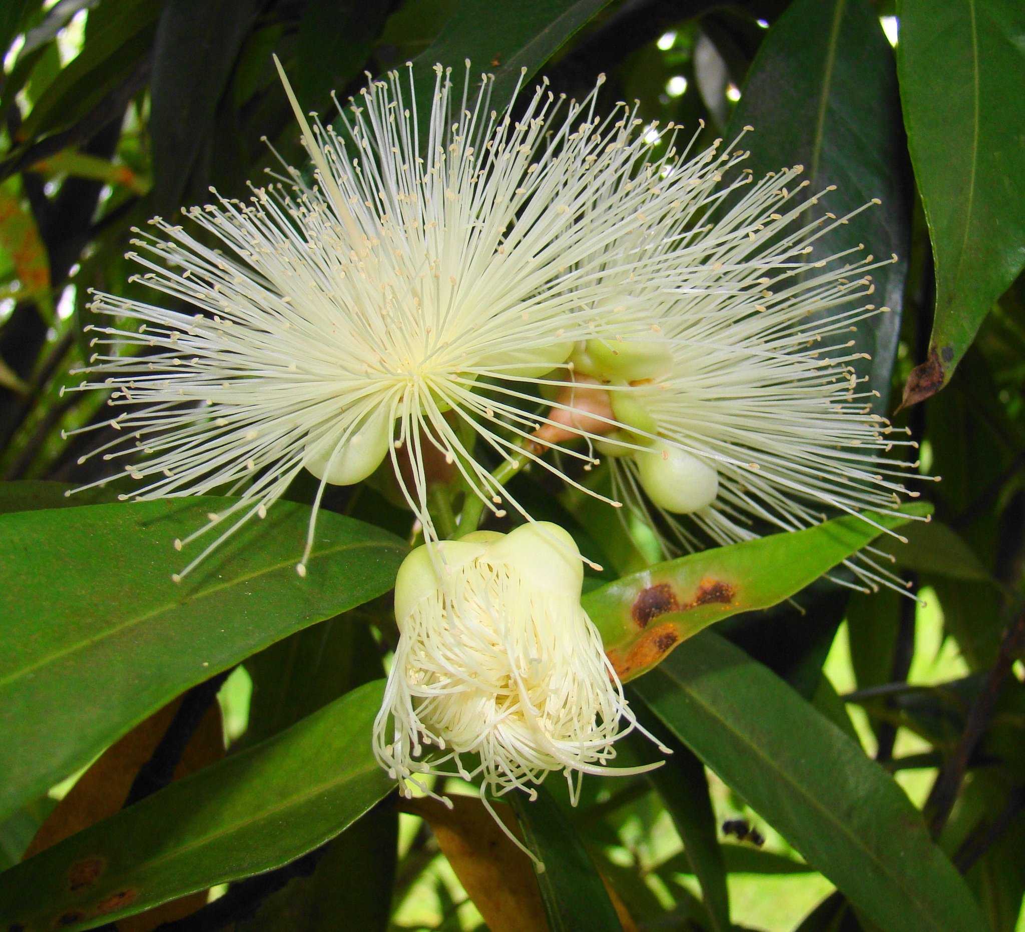 Syzygium jambos
