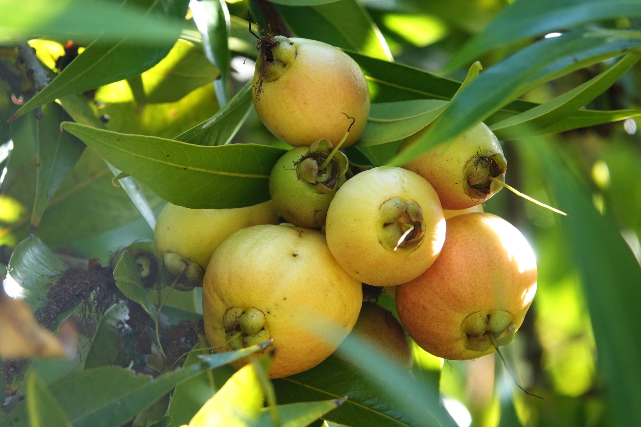 Syzygium jambos