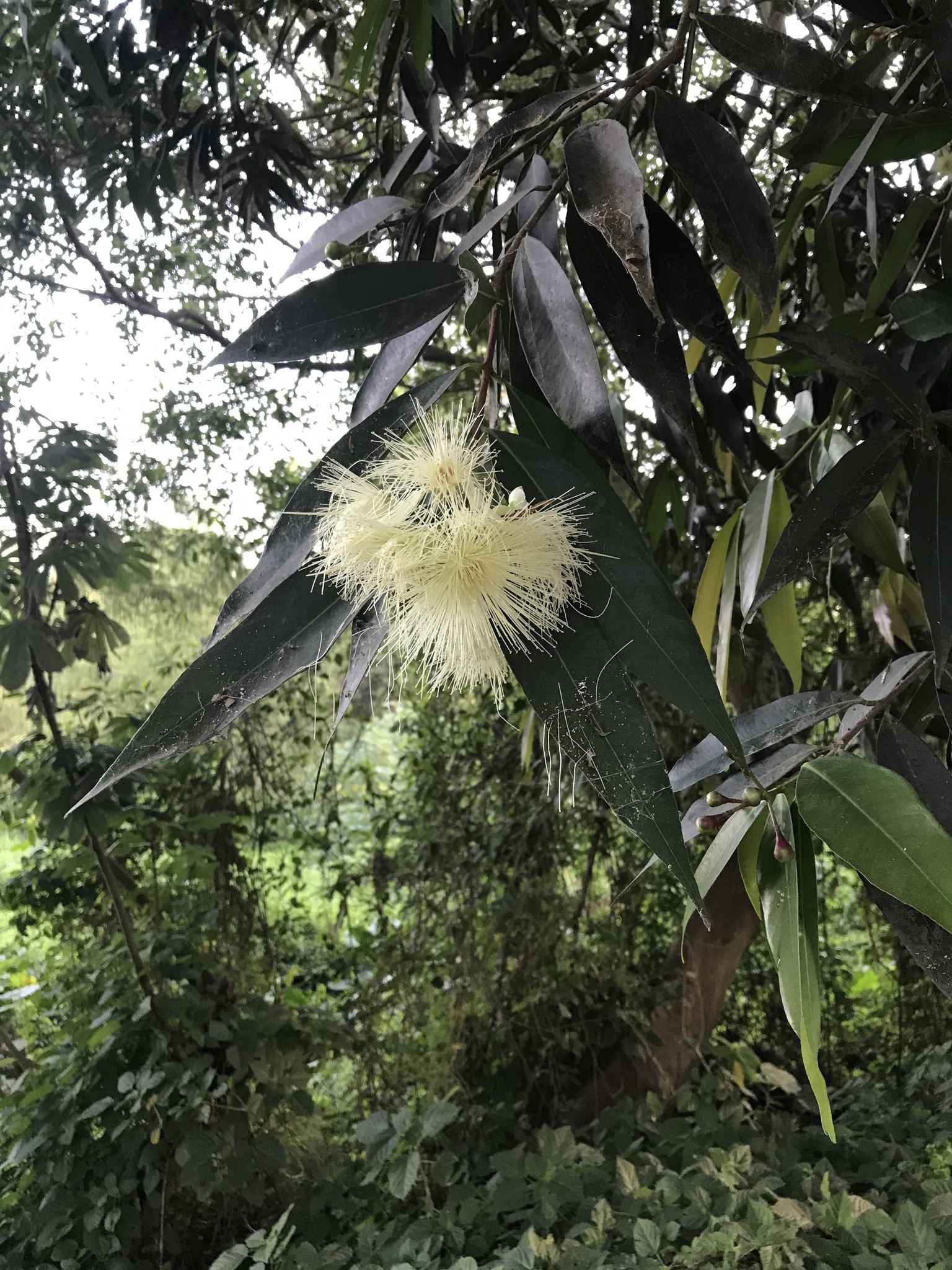 Syzygium jambos