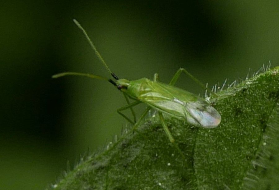 Macrolophus caliginosus
