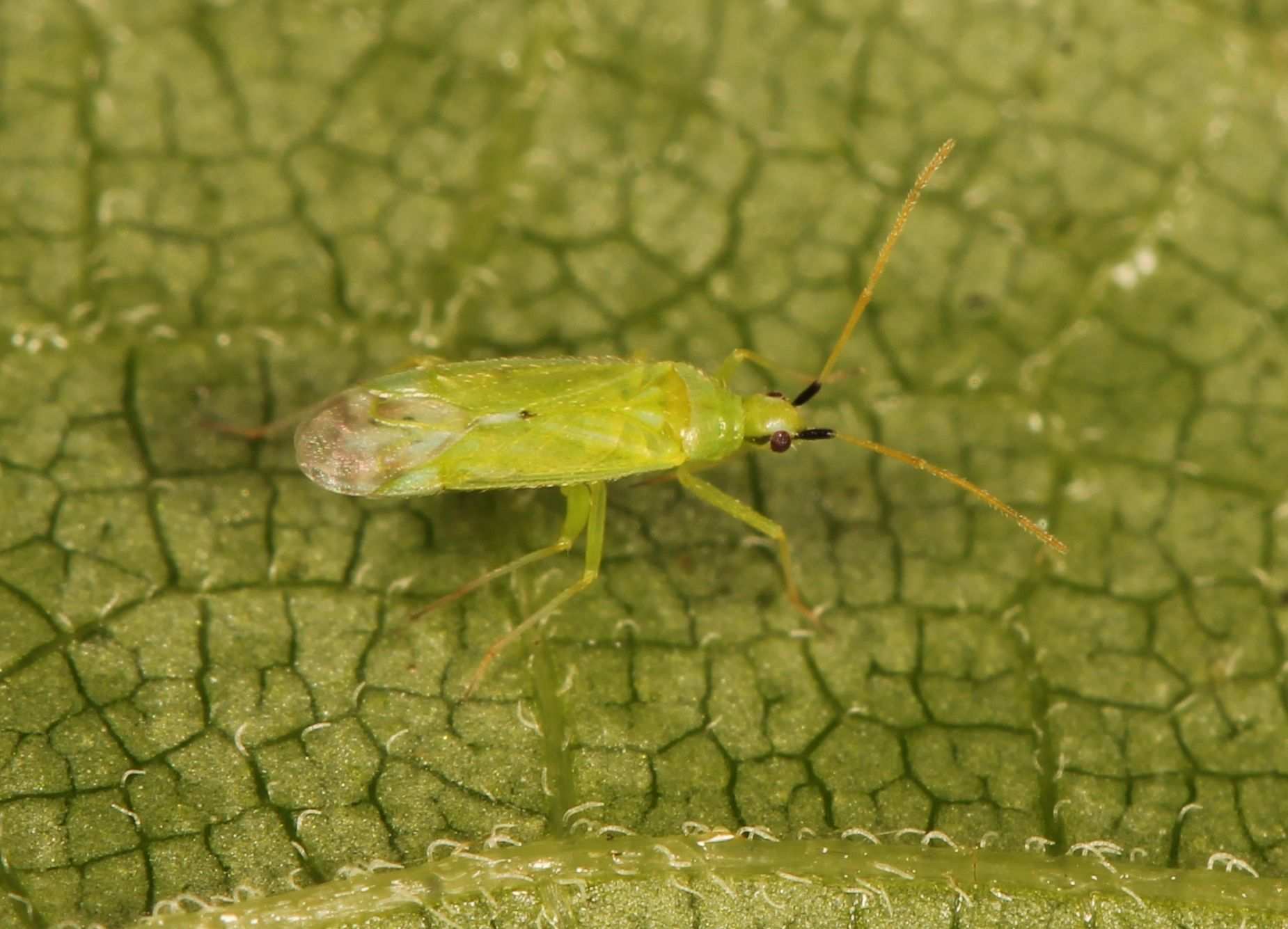 Macrolophus caliginosus