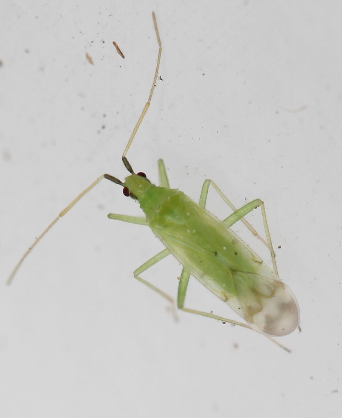 Macrolophus caliginosus