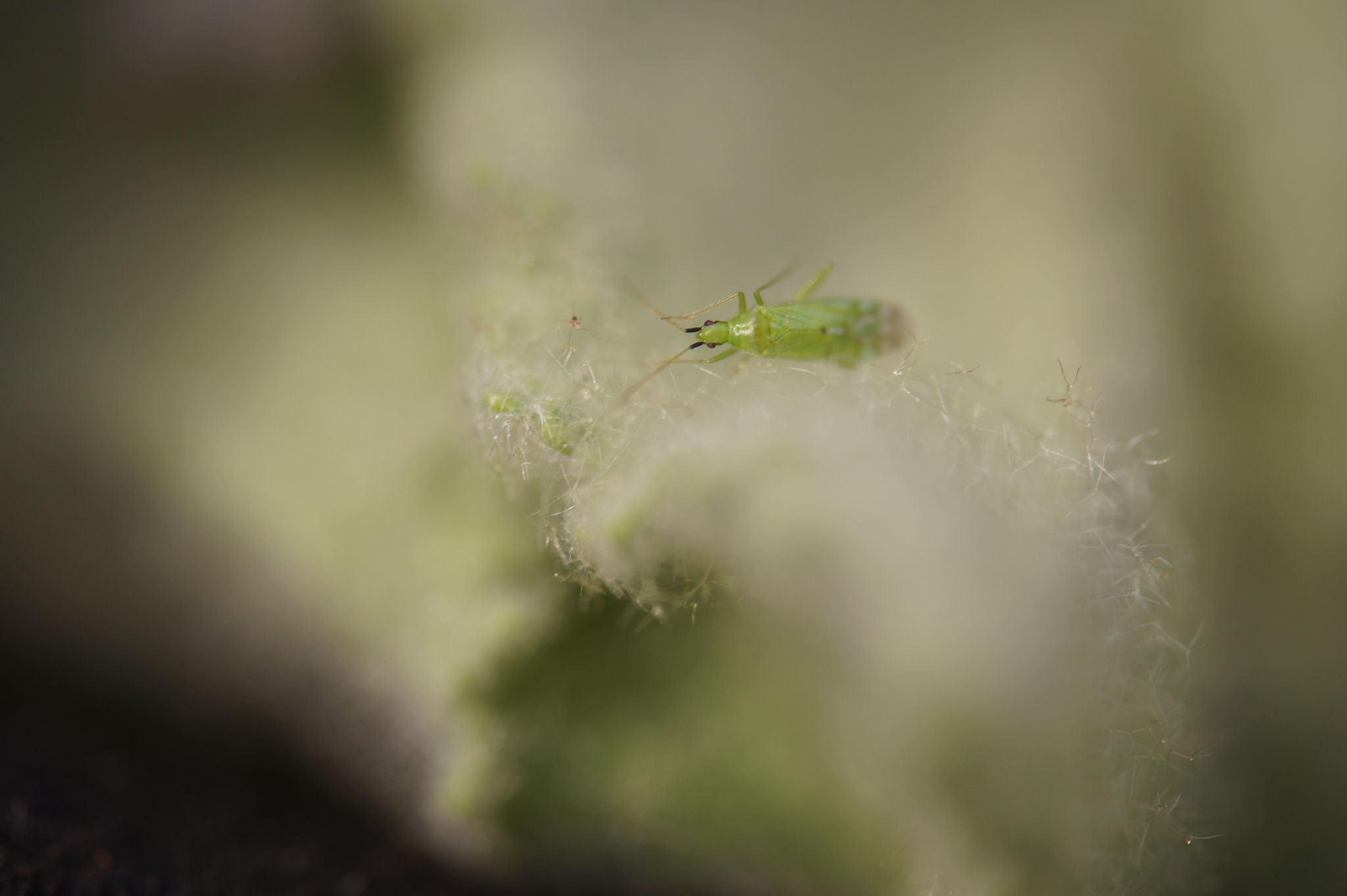 Macrolophus caliginosus