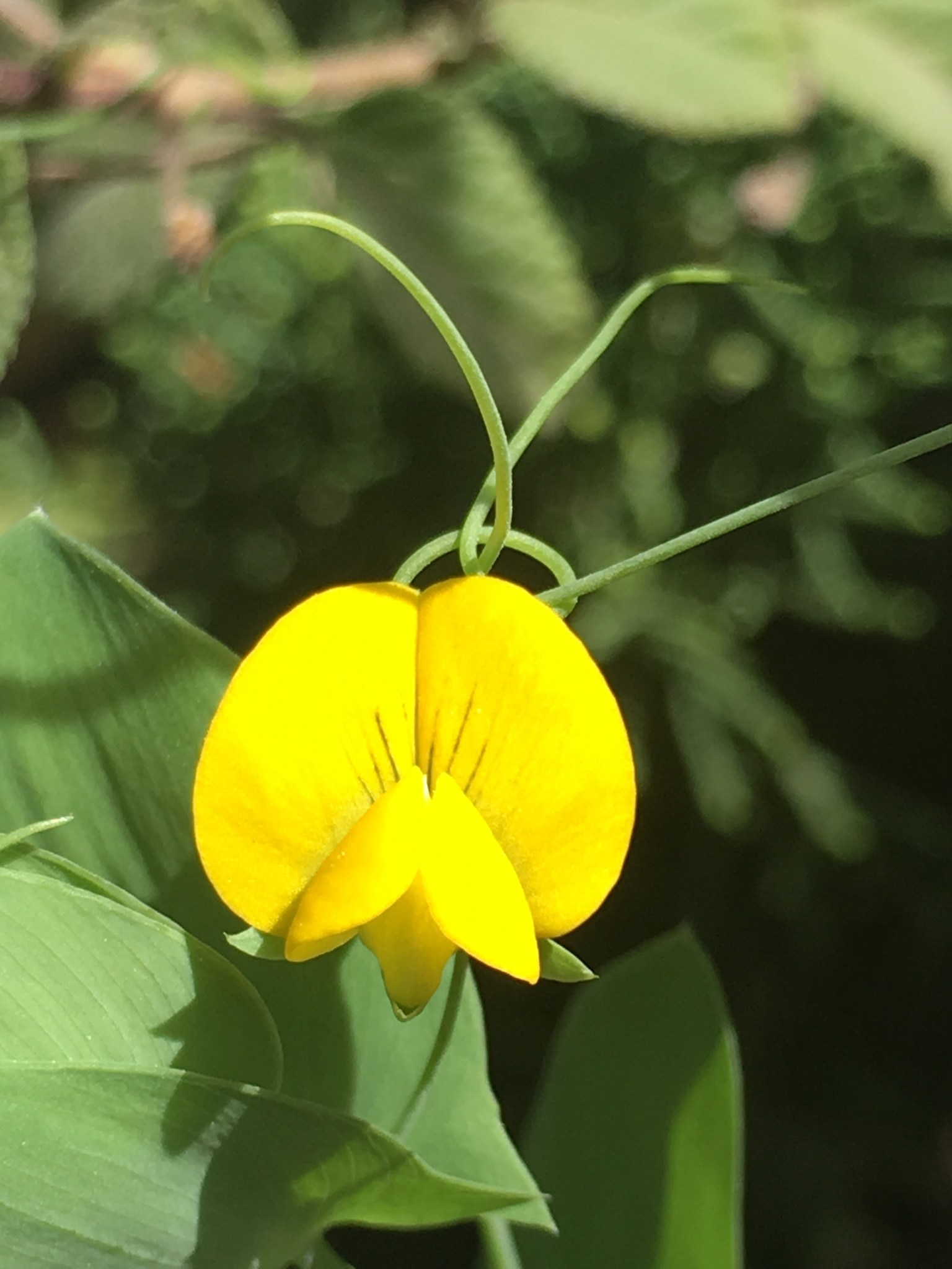 Lathyrus aphaca