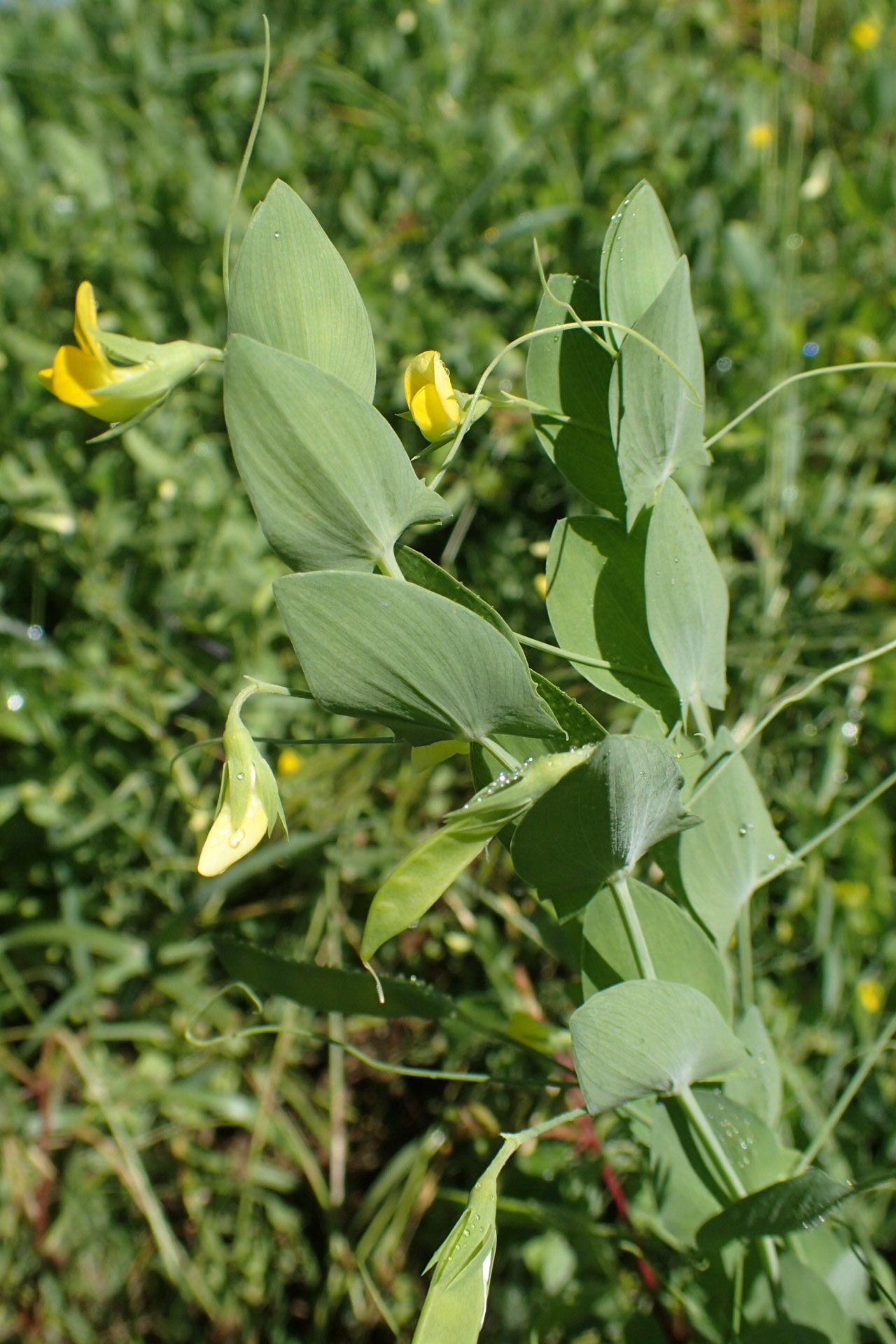Lathyrus aphaca