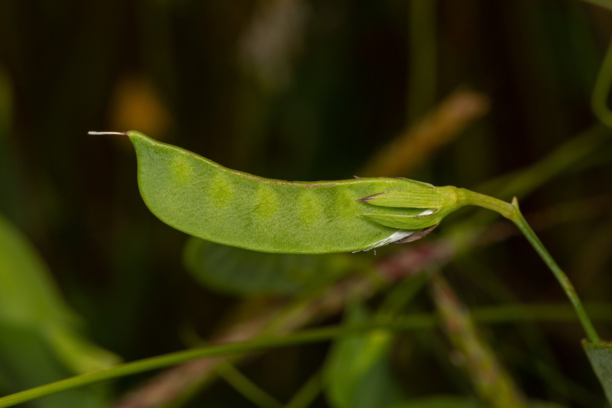 Lathyrus aphaca