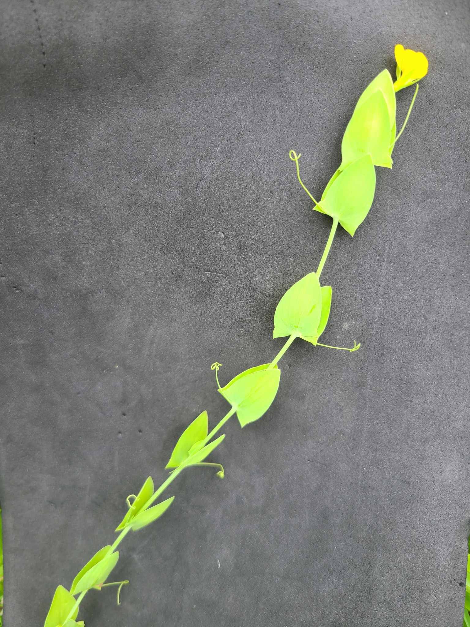 Lathyrus aphaca