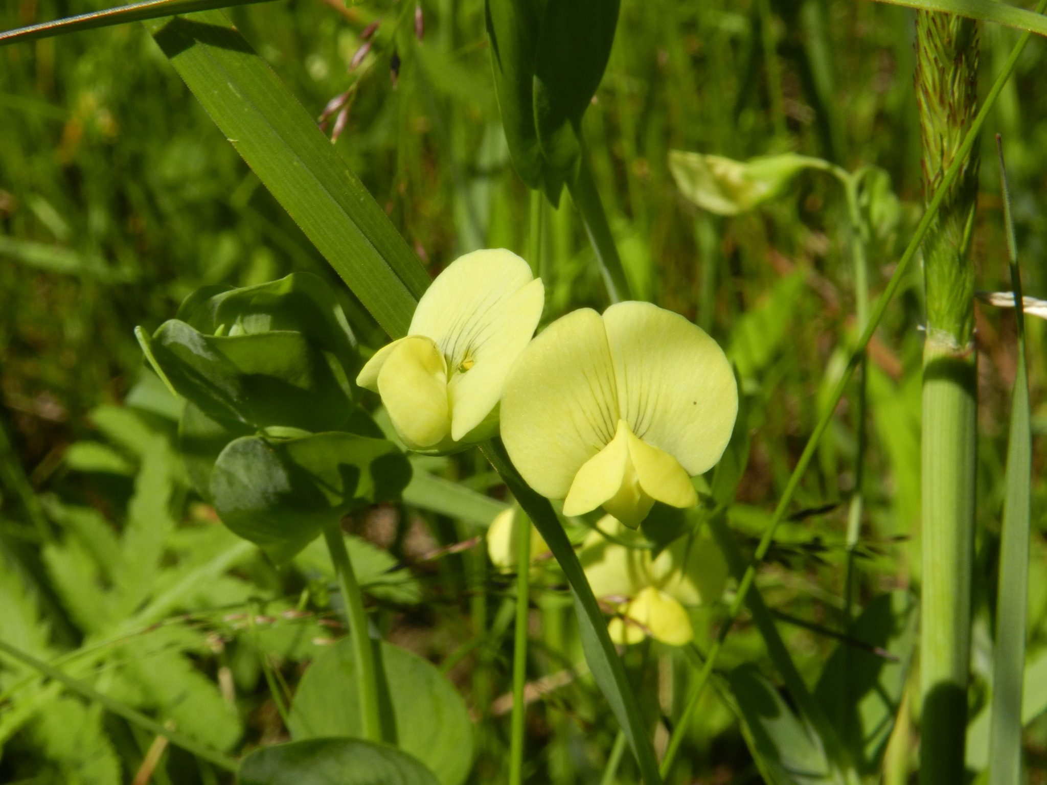 Lathyrus aphaca