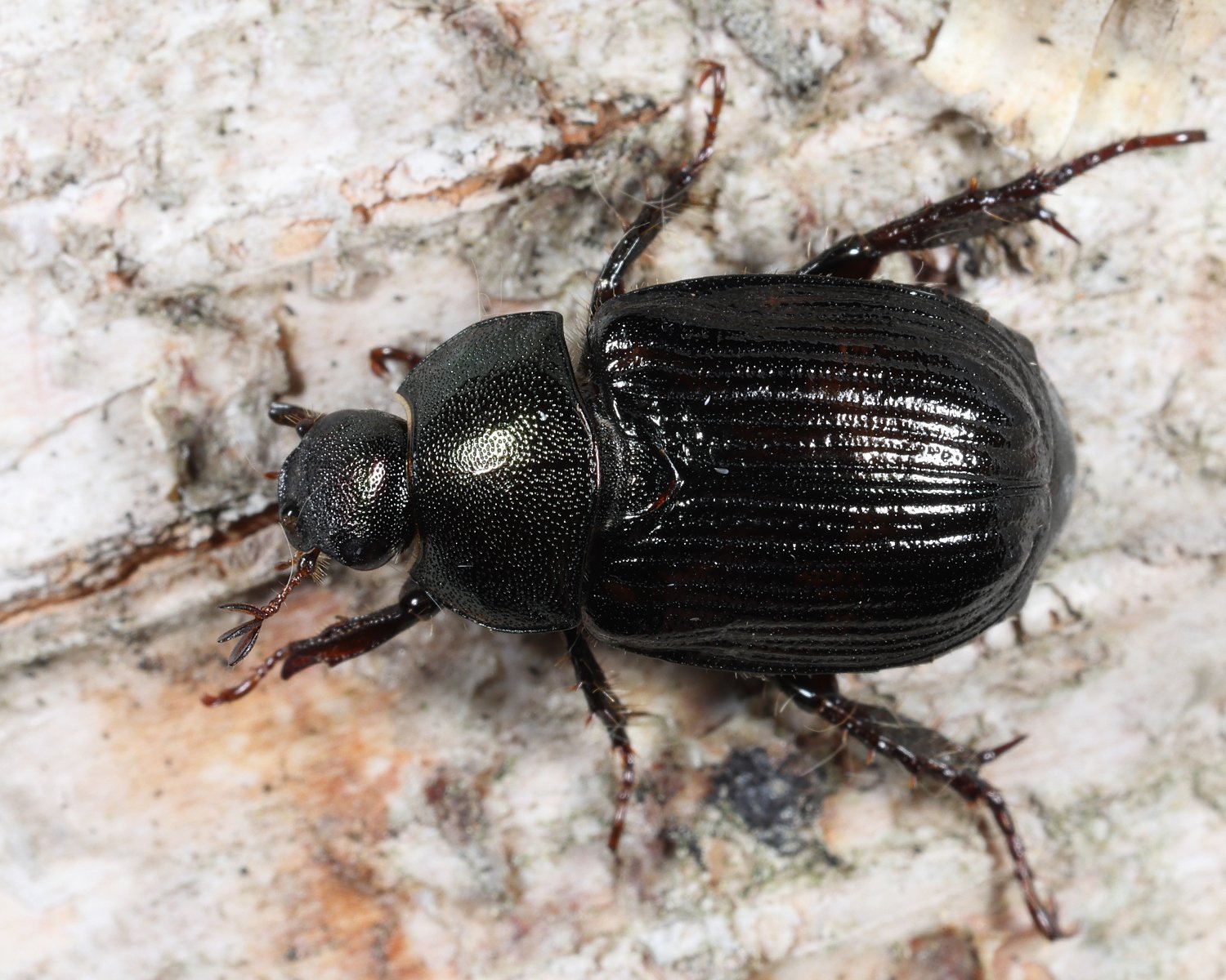 Exomala orientalis