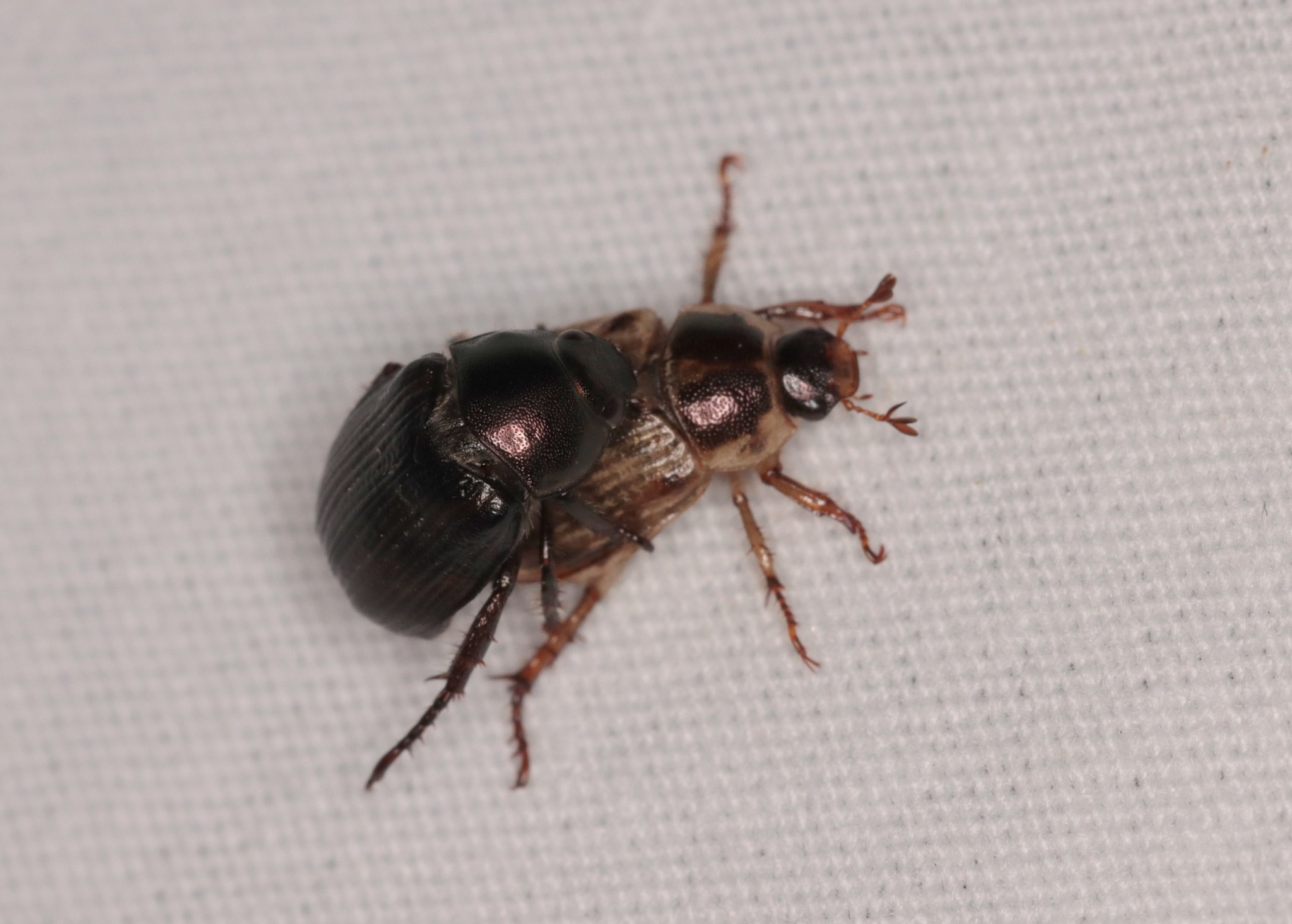 Exomala orientalis
