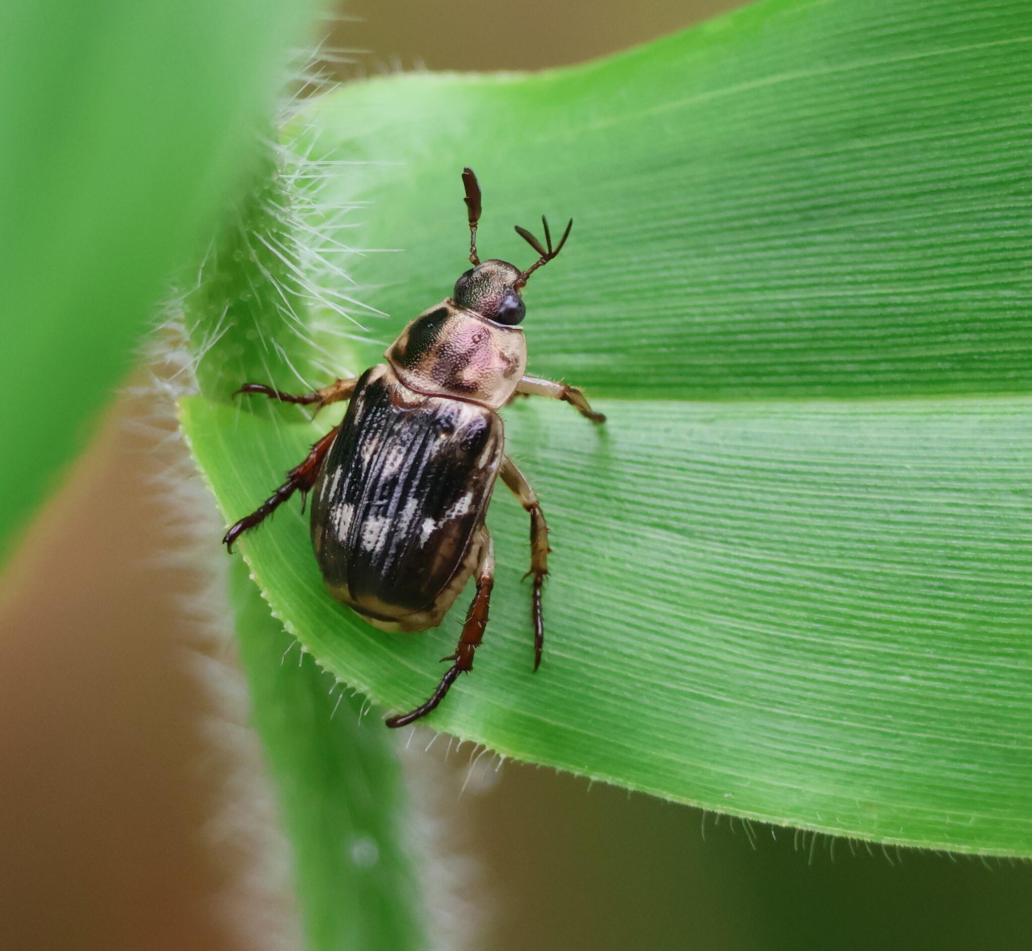 Exomala orientalis