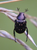 Exomala orientalis