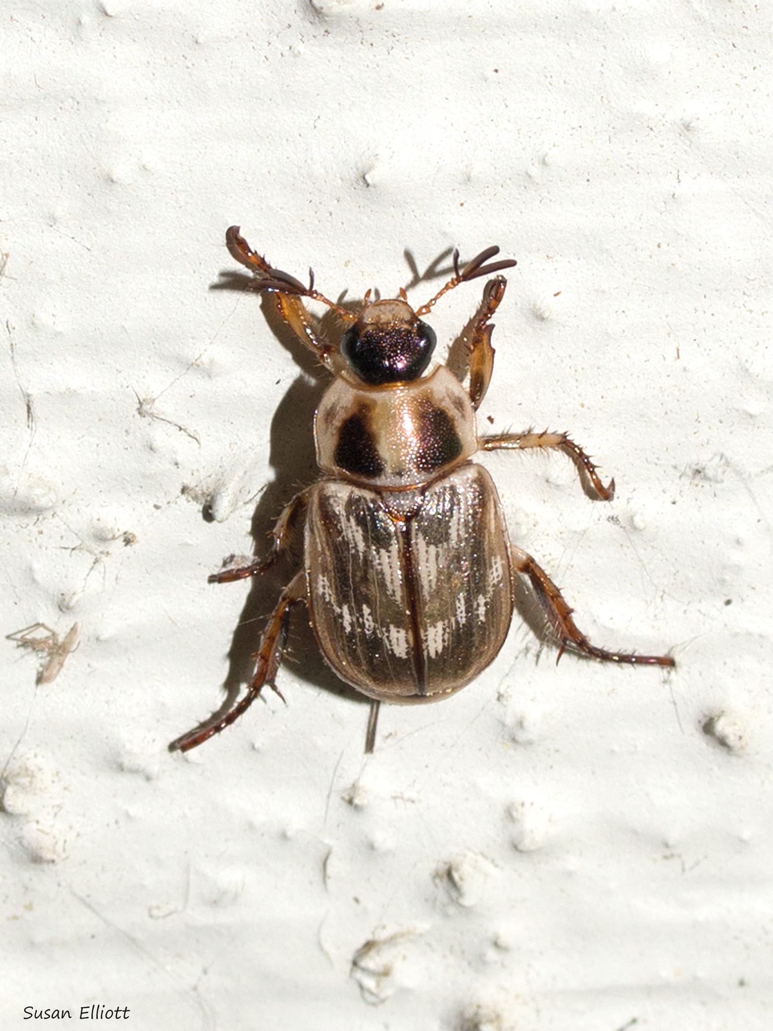 Exomala orientalis
