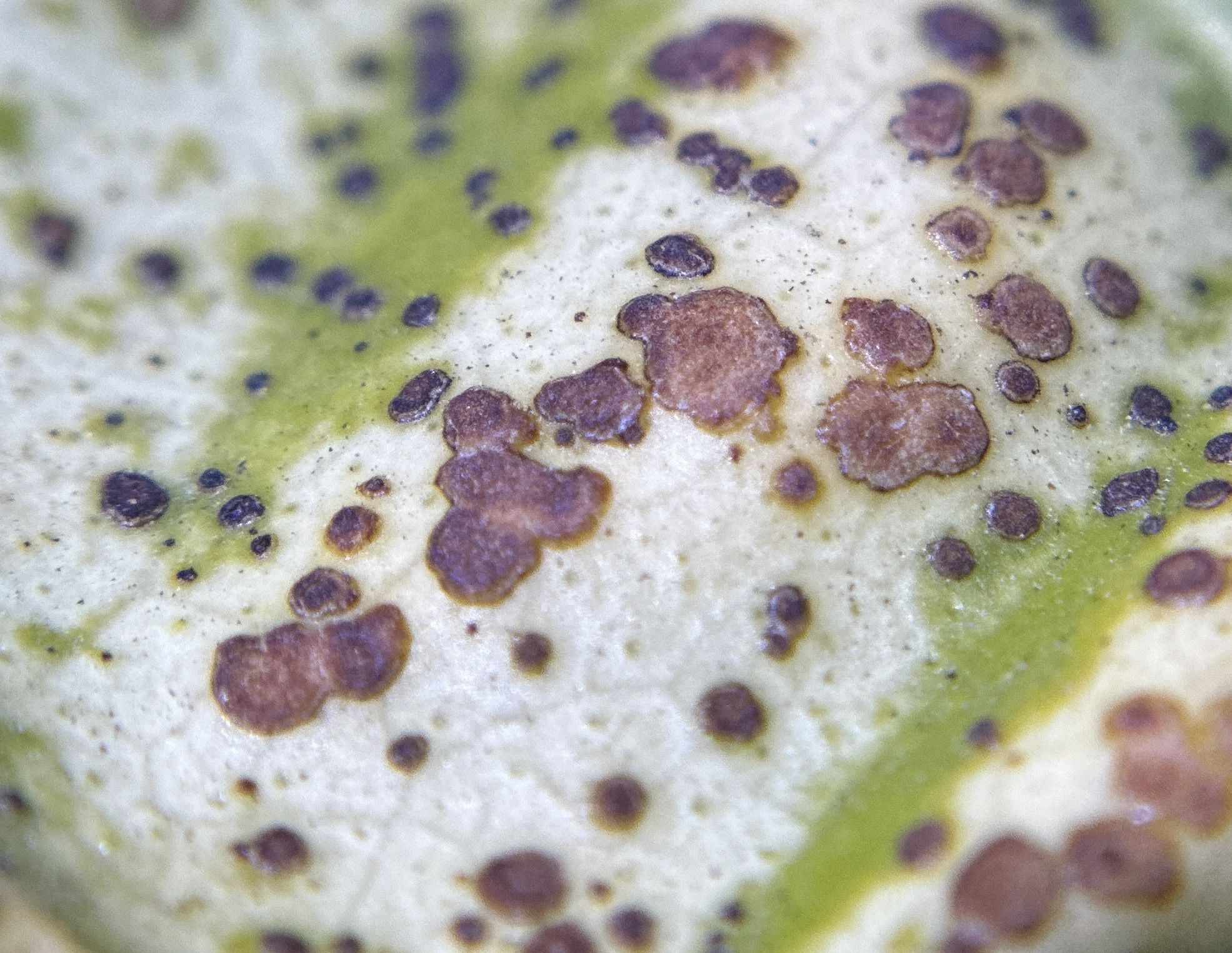 Zasmidium citrigriseum