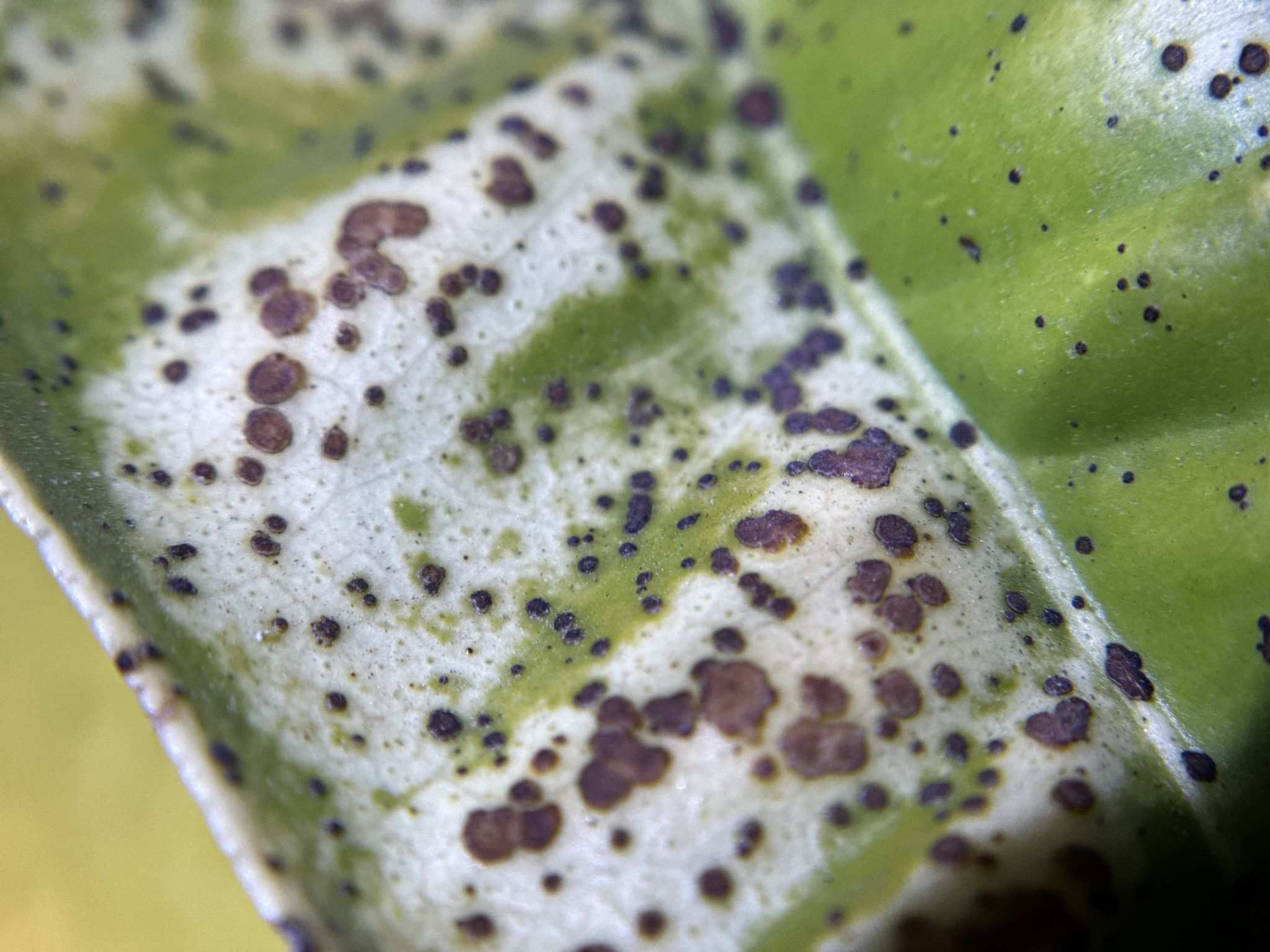 Zasmidium citrigriseum