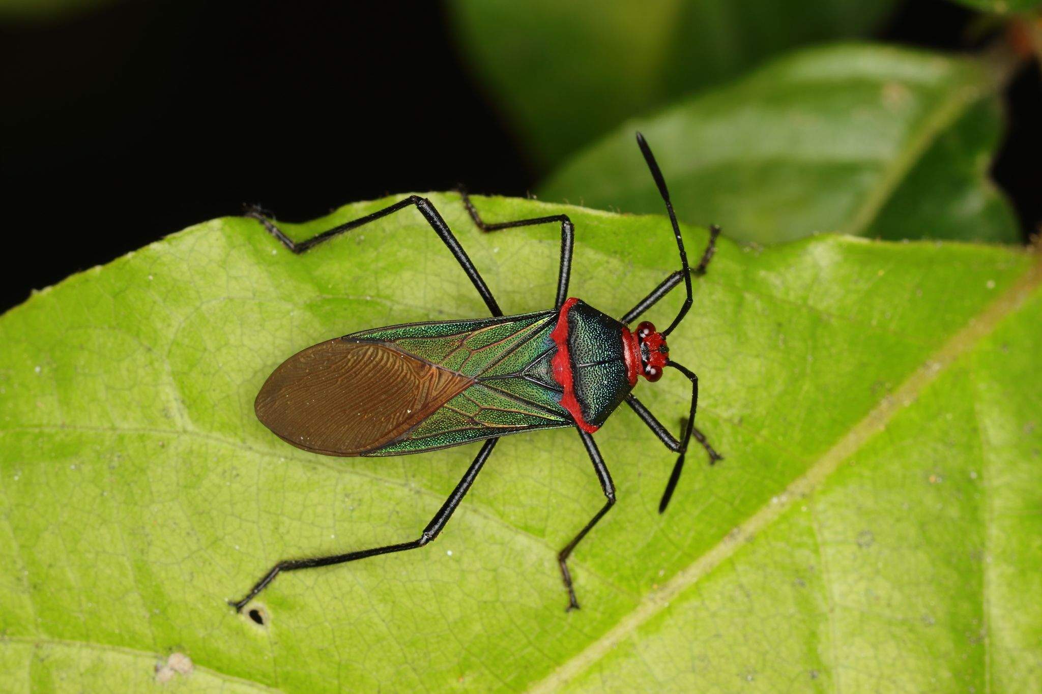 Sphictyrtus