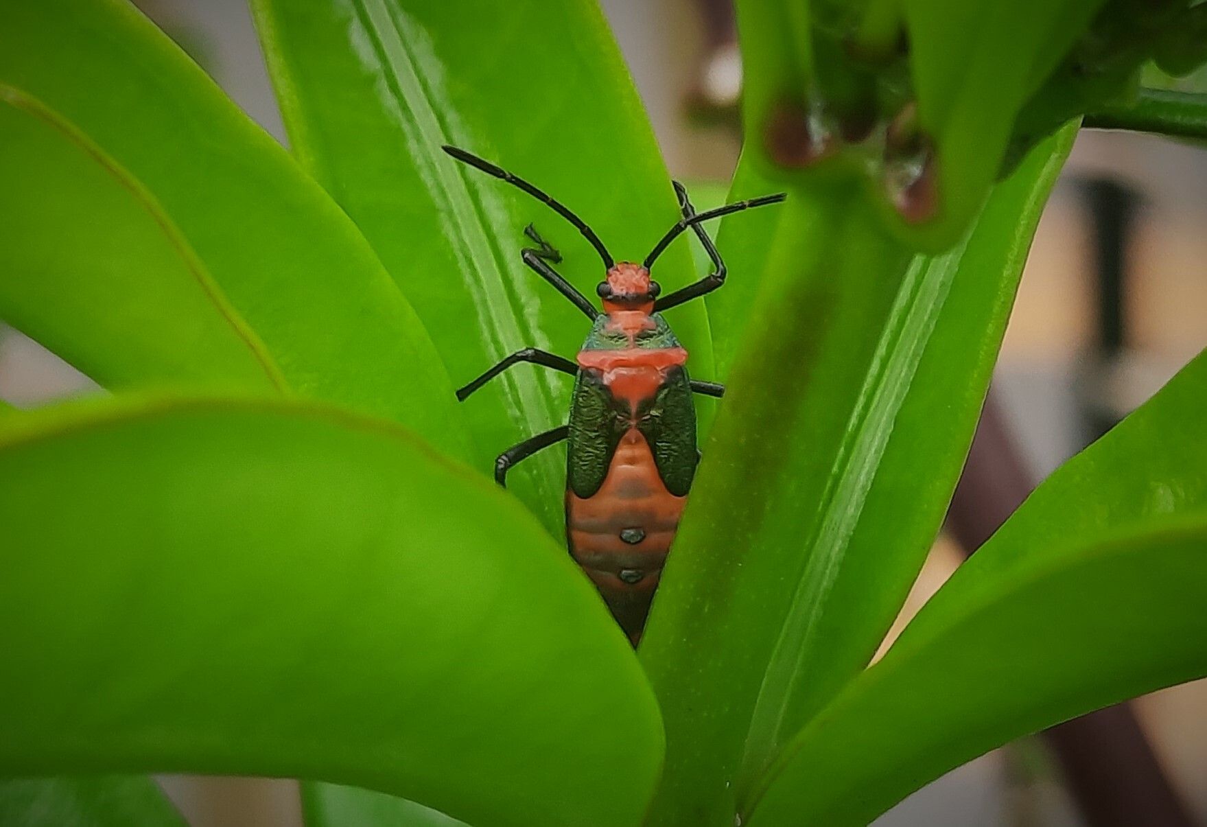Sphictyrtus