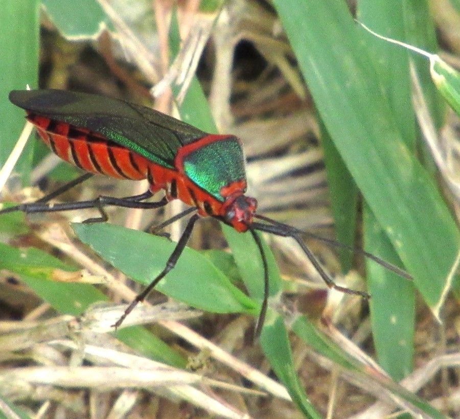 Sphictyrtus