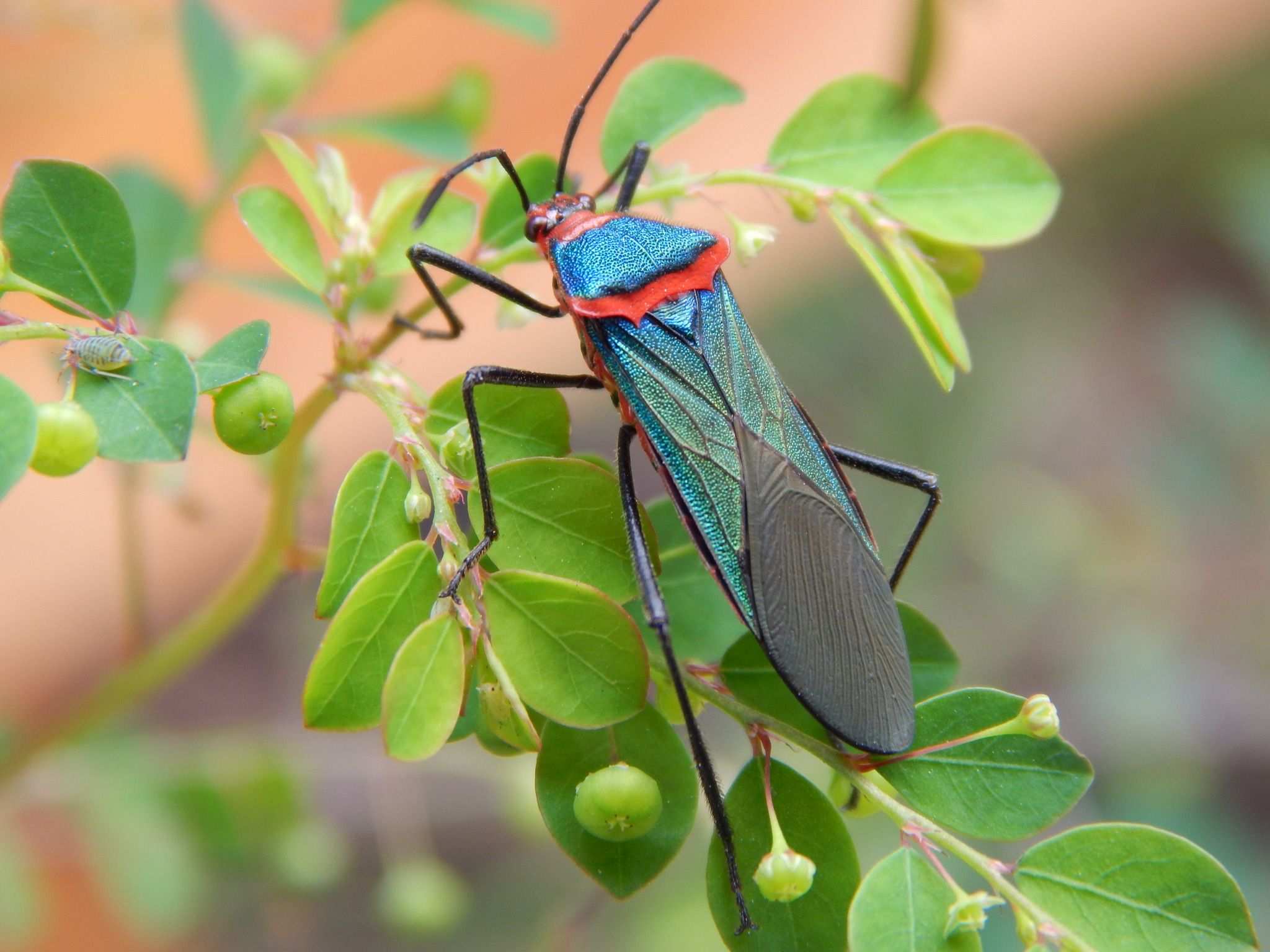 Sphictyrtus