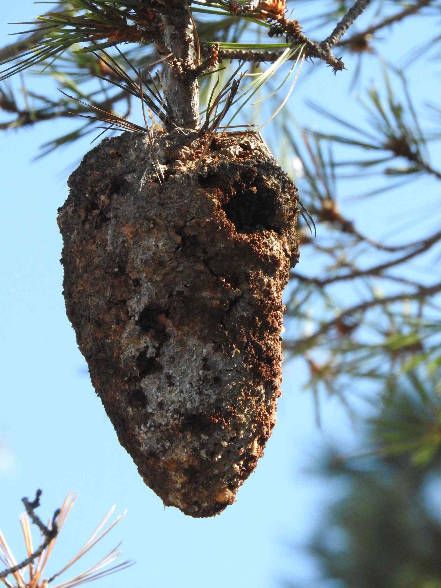 Cronartium conigenum