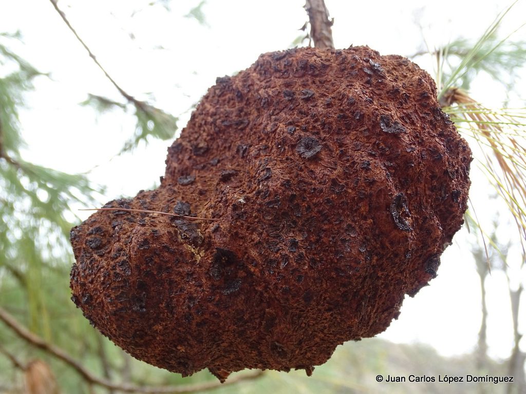 Cronartium conigenum