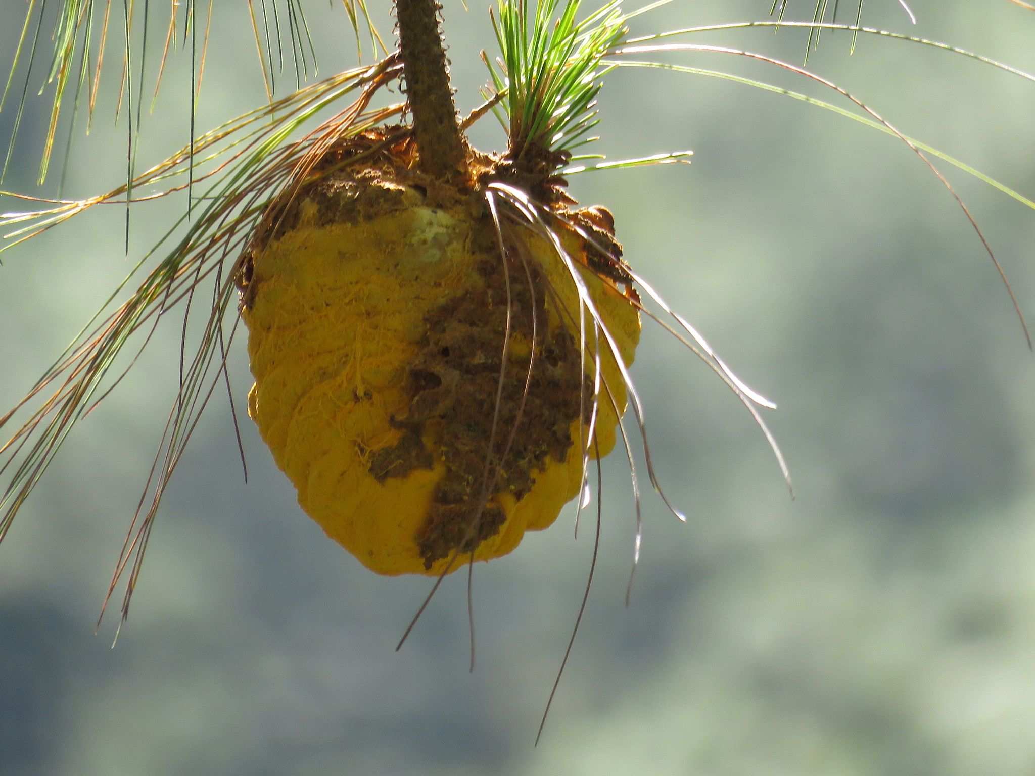 Cronartium conigenum
