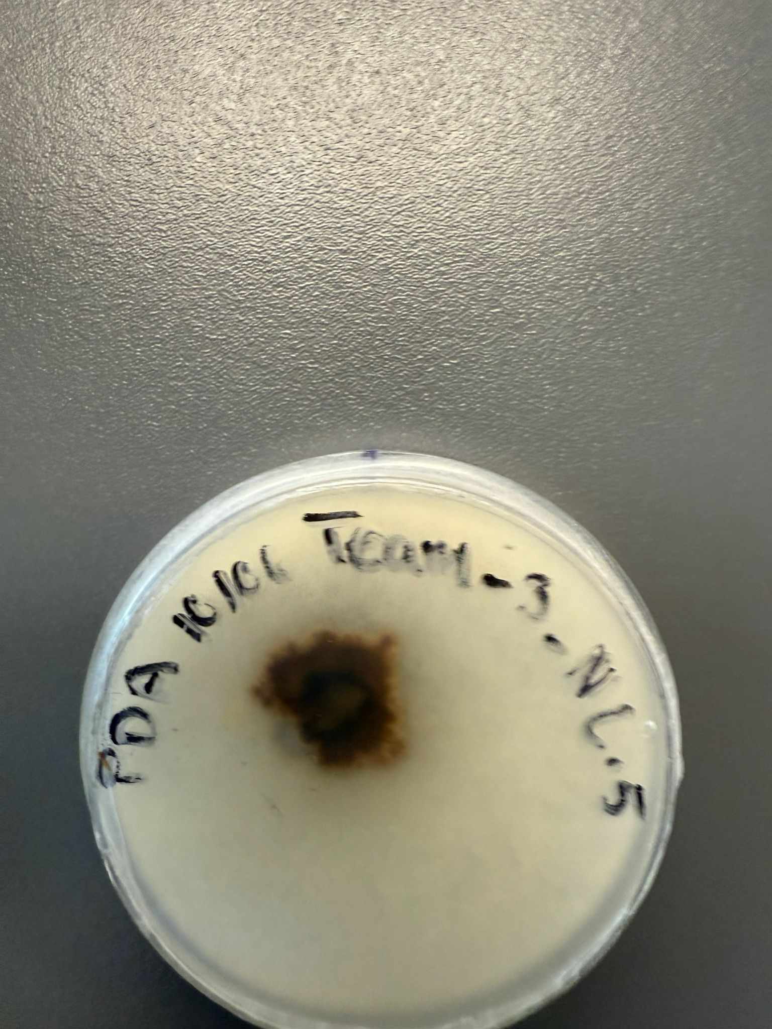 Nigrospora oryzae