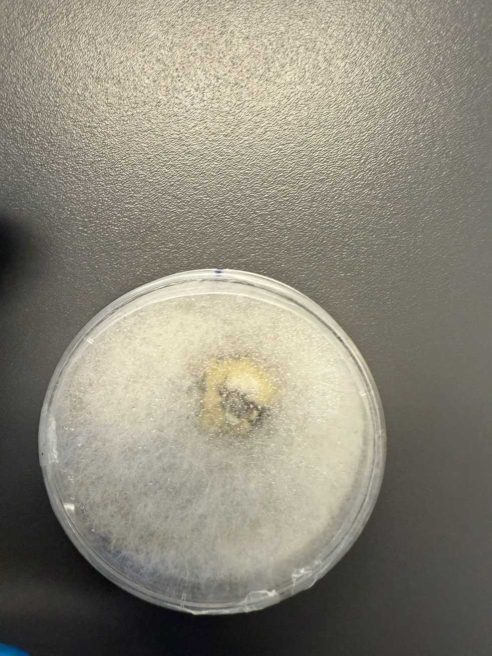 Nigrospora oryzae