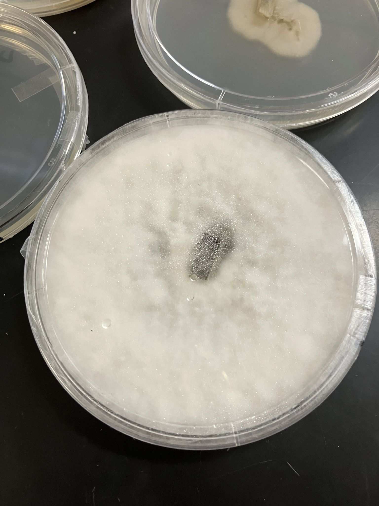 Nigrospora oryzae