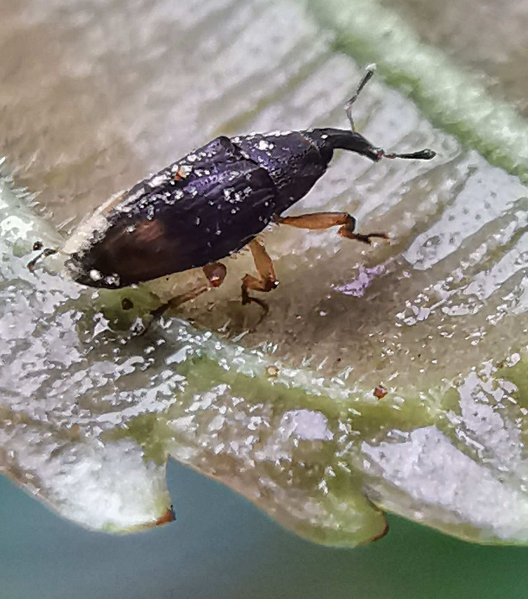 Elaeidobius kamerunicus