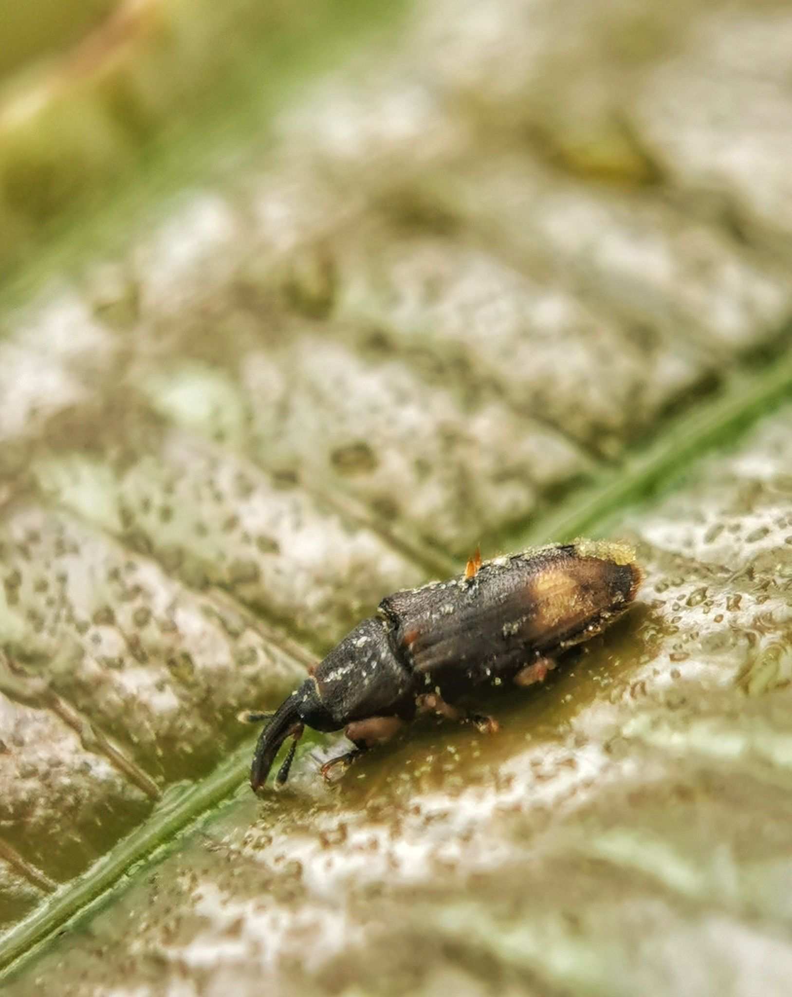 Elaeidobius kamerunicus