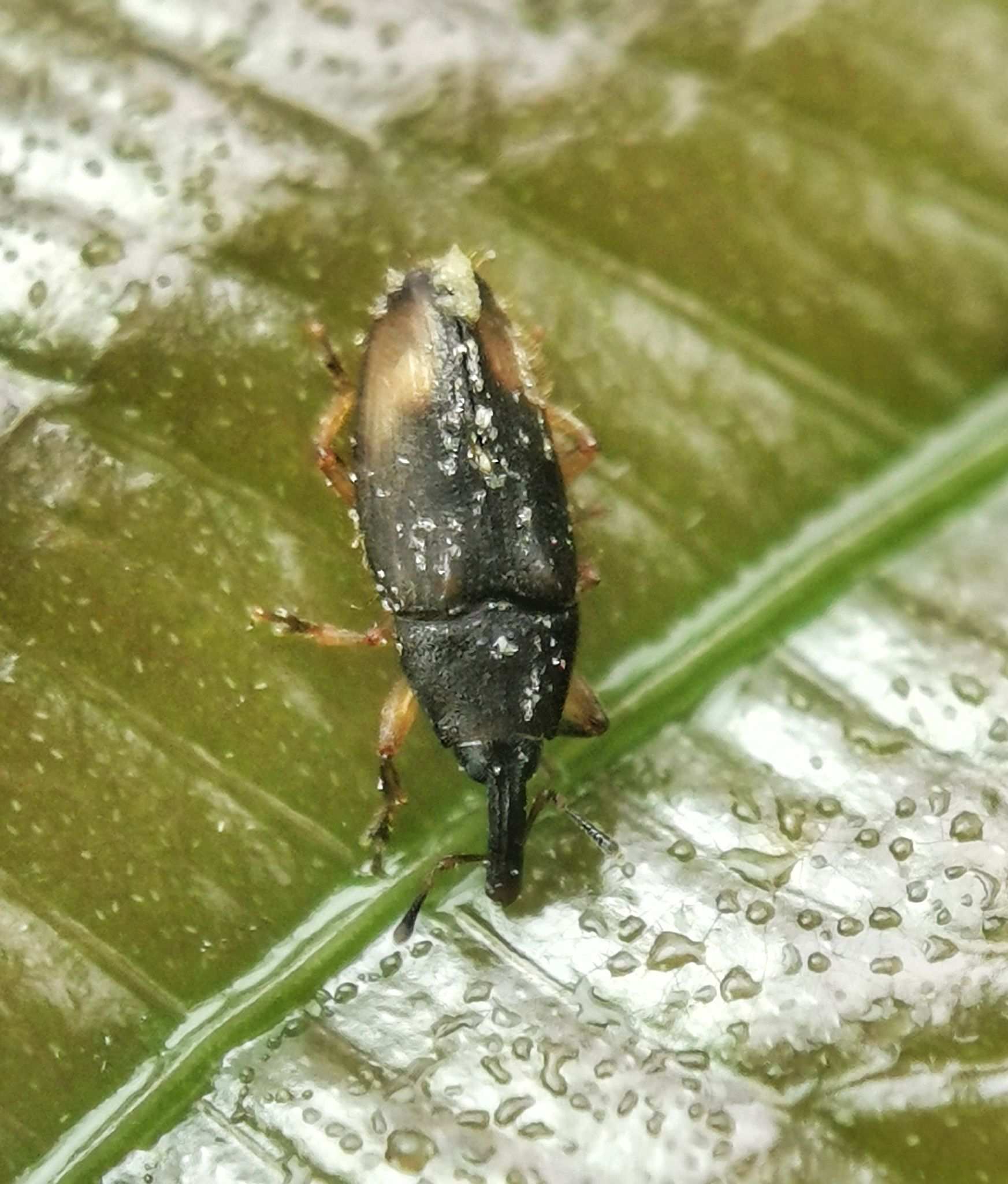 Elaeidobius kamerunicus