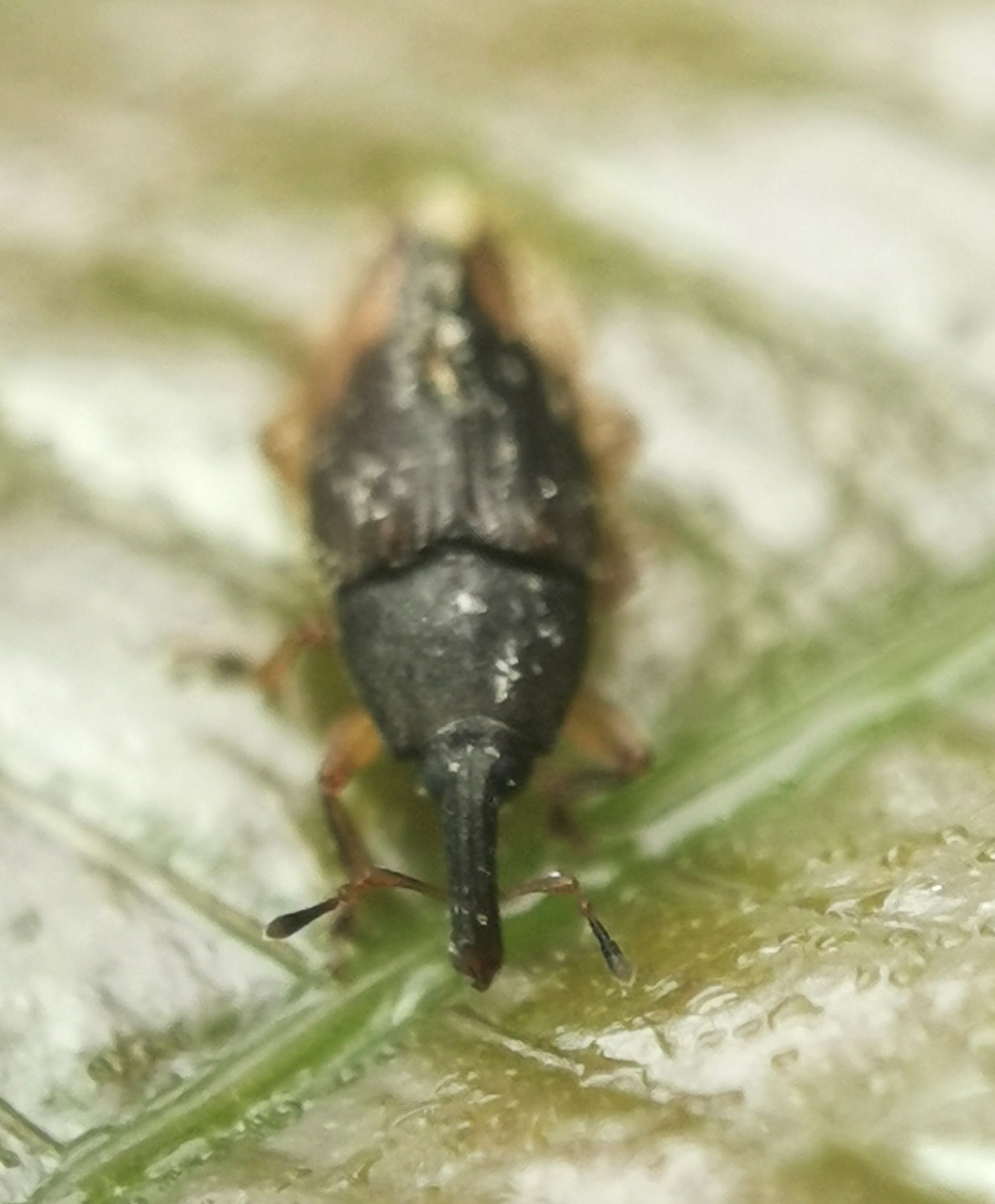 Elaeidobius kamerunicus