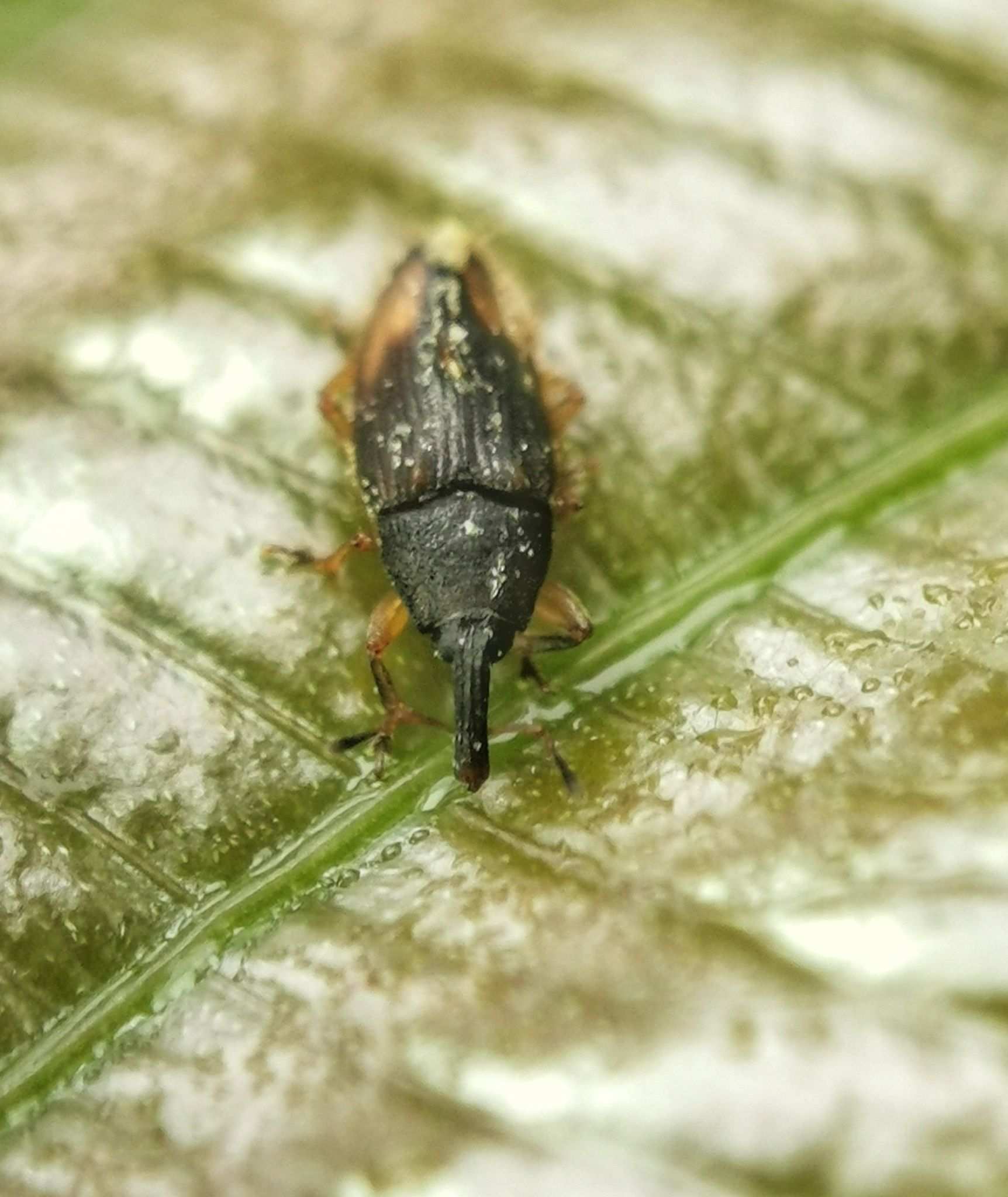 Elaeidobius kamerunicus
