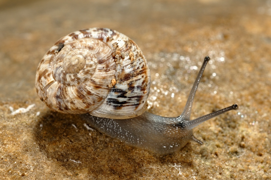 Marmorana
