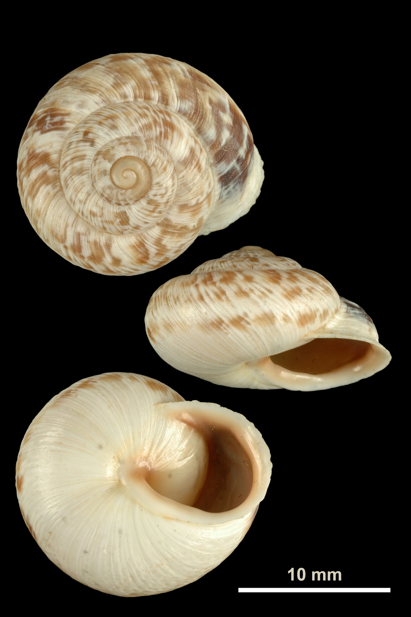 Marmorana