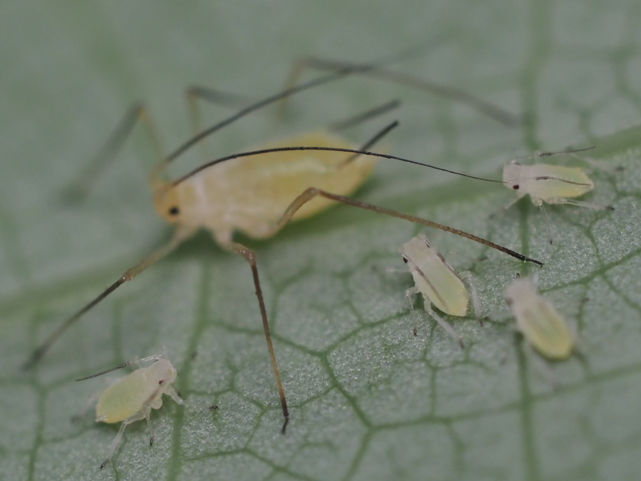 Illinoia liriodendri