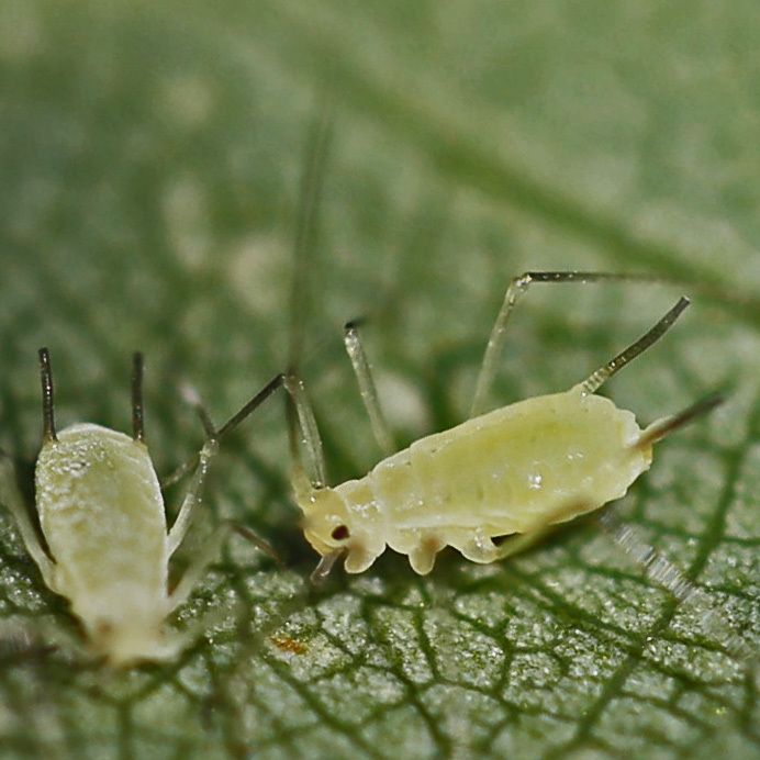 Illinoia liriodendri
