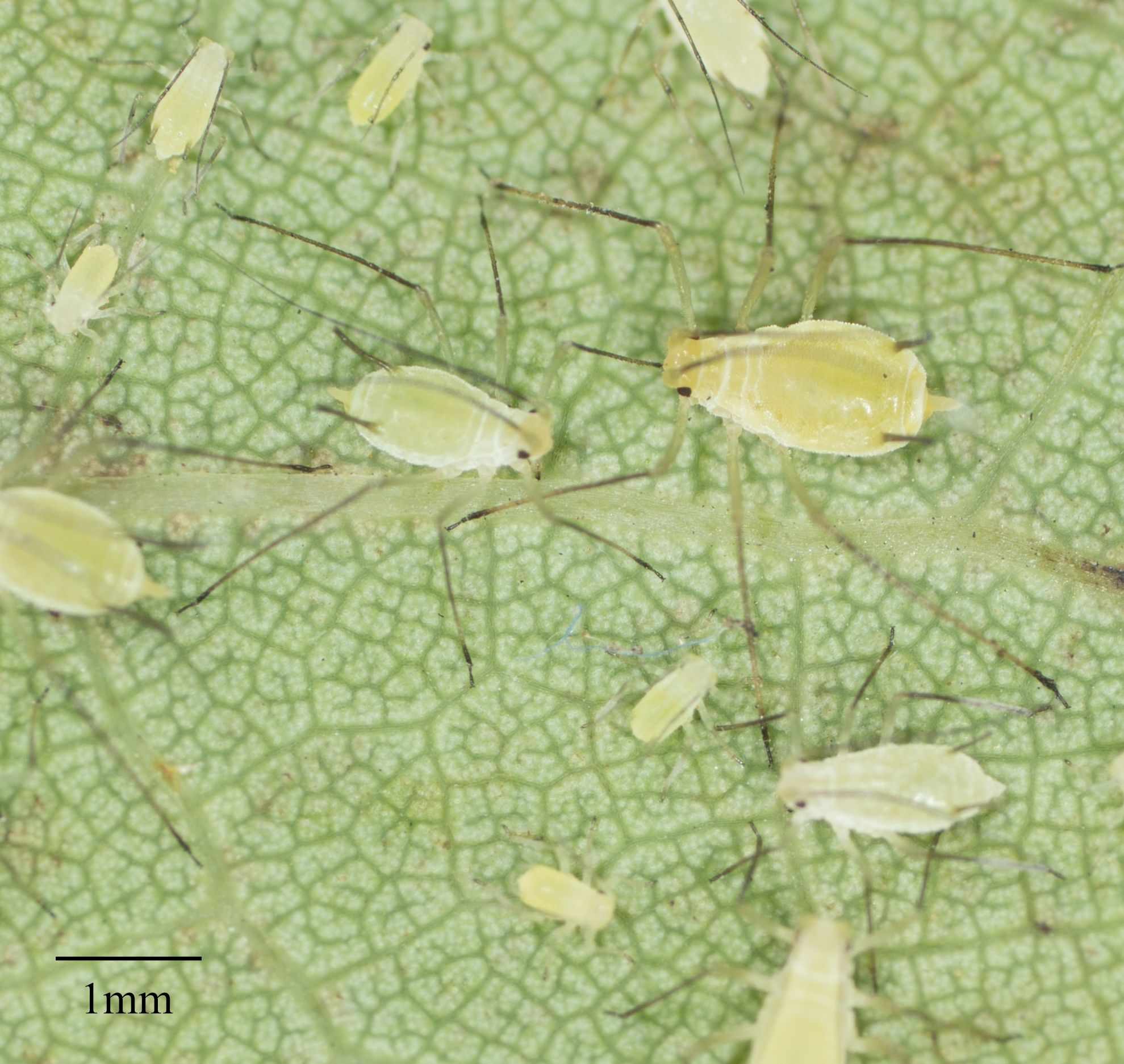 Illinoia liriodendri
