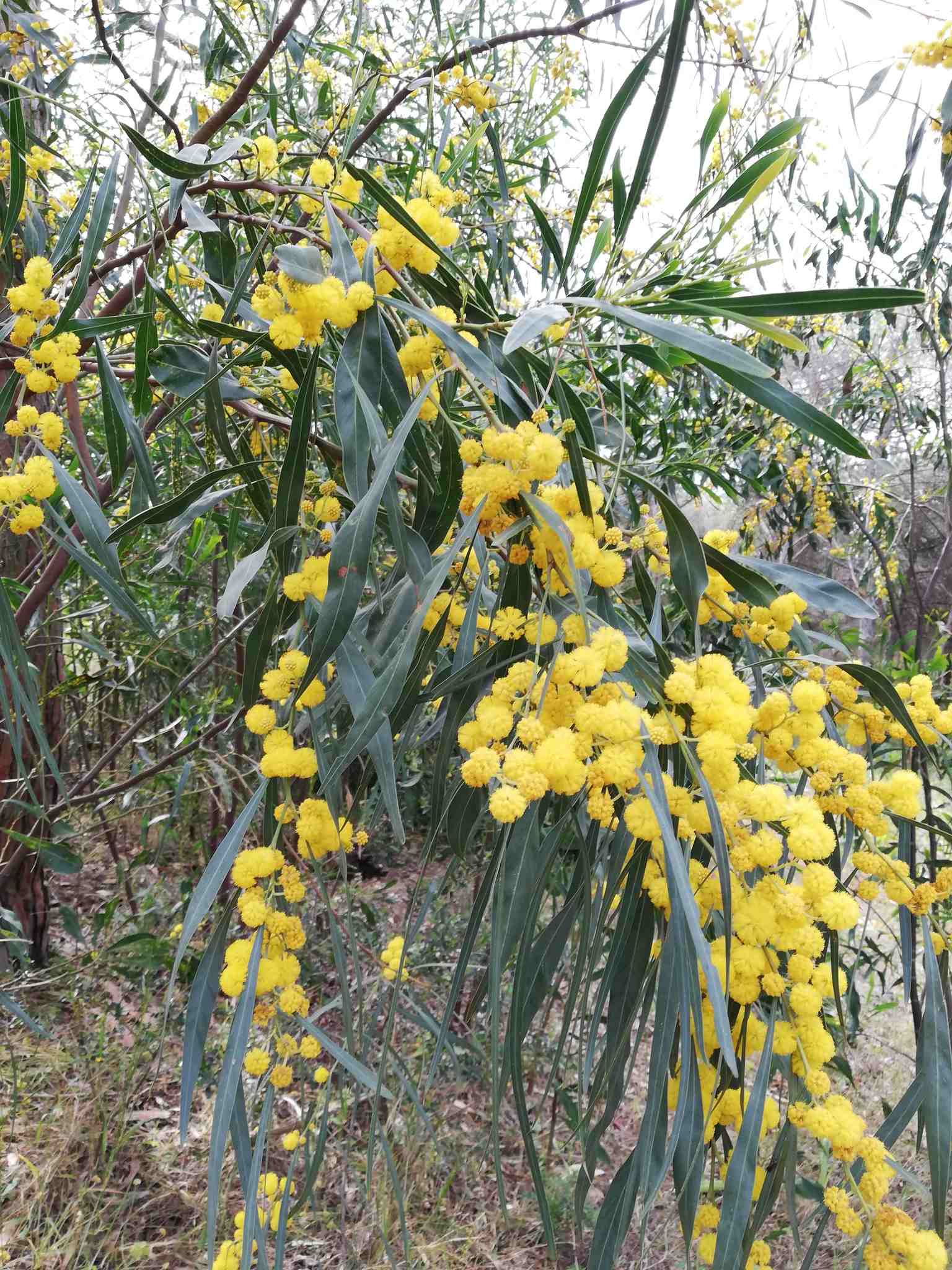 Acacia saligna