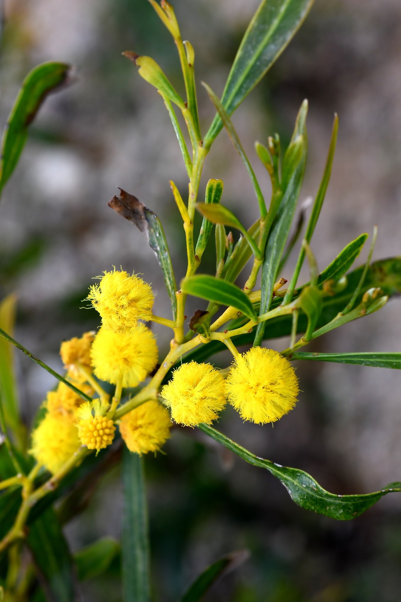 Acacia saligna
