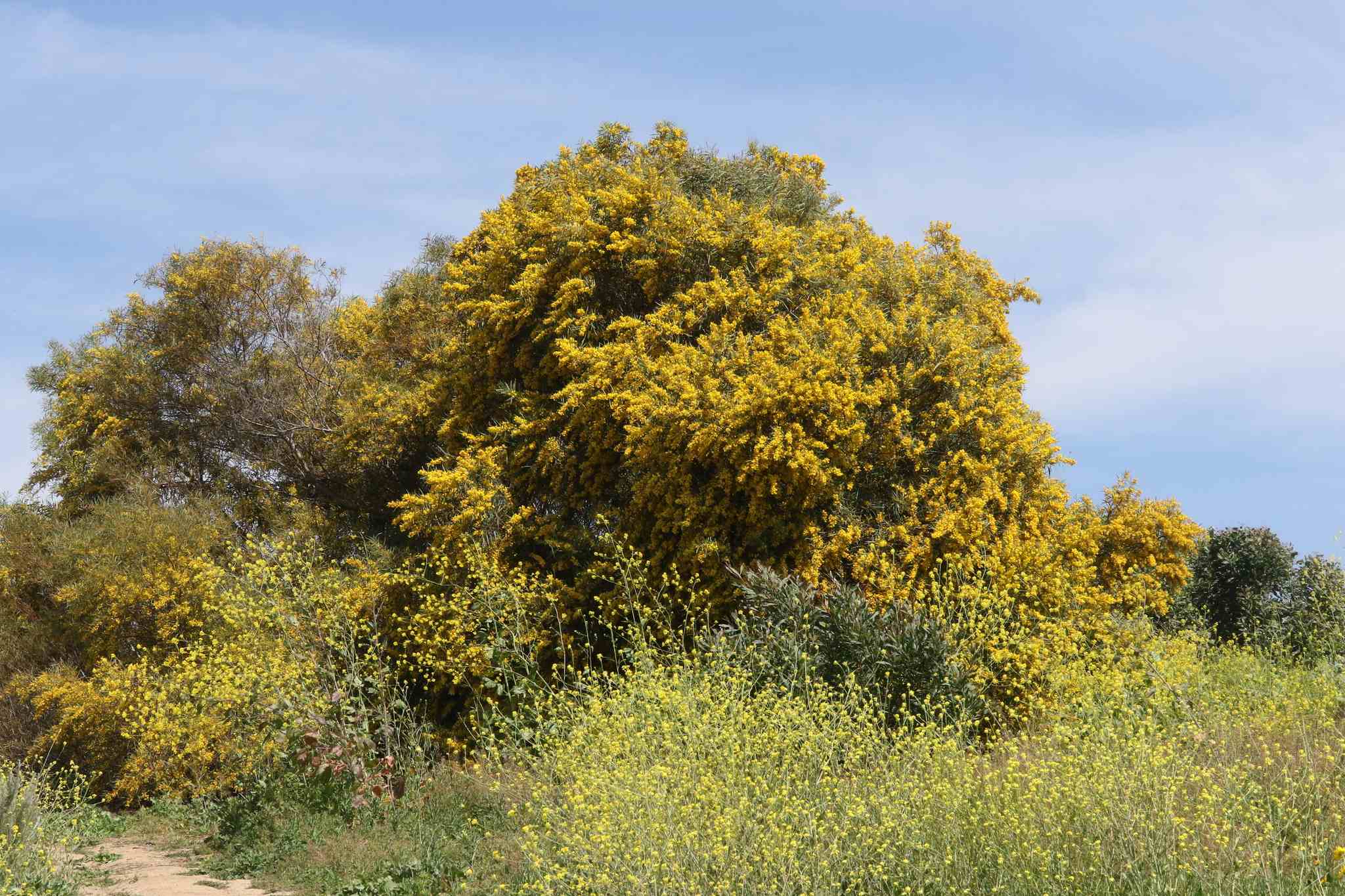 Acacia saligna