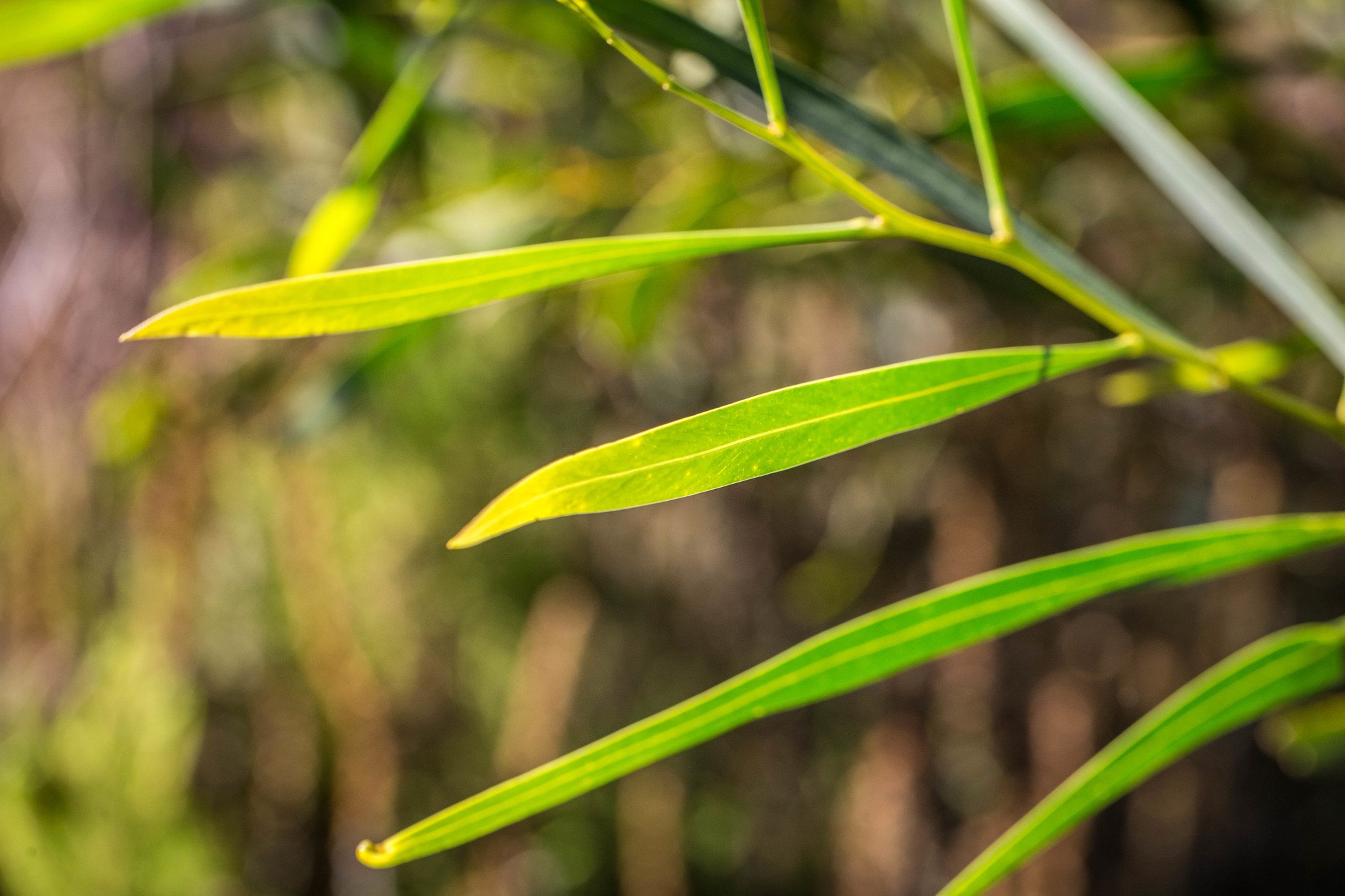 Acacia saligna