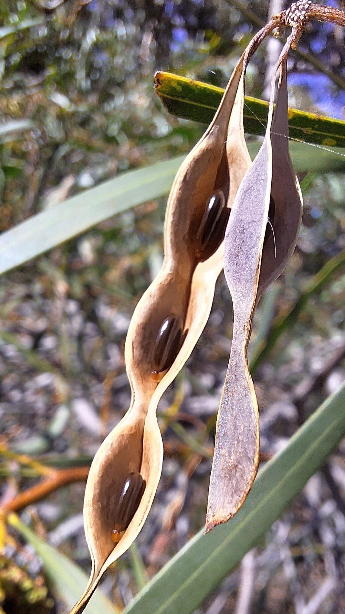 Acacia saligna
