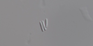 Sarocladium oryzae