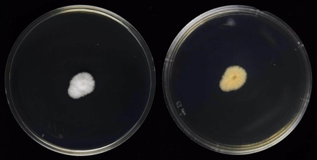 Sarocladium oryzae
